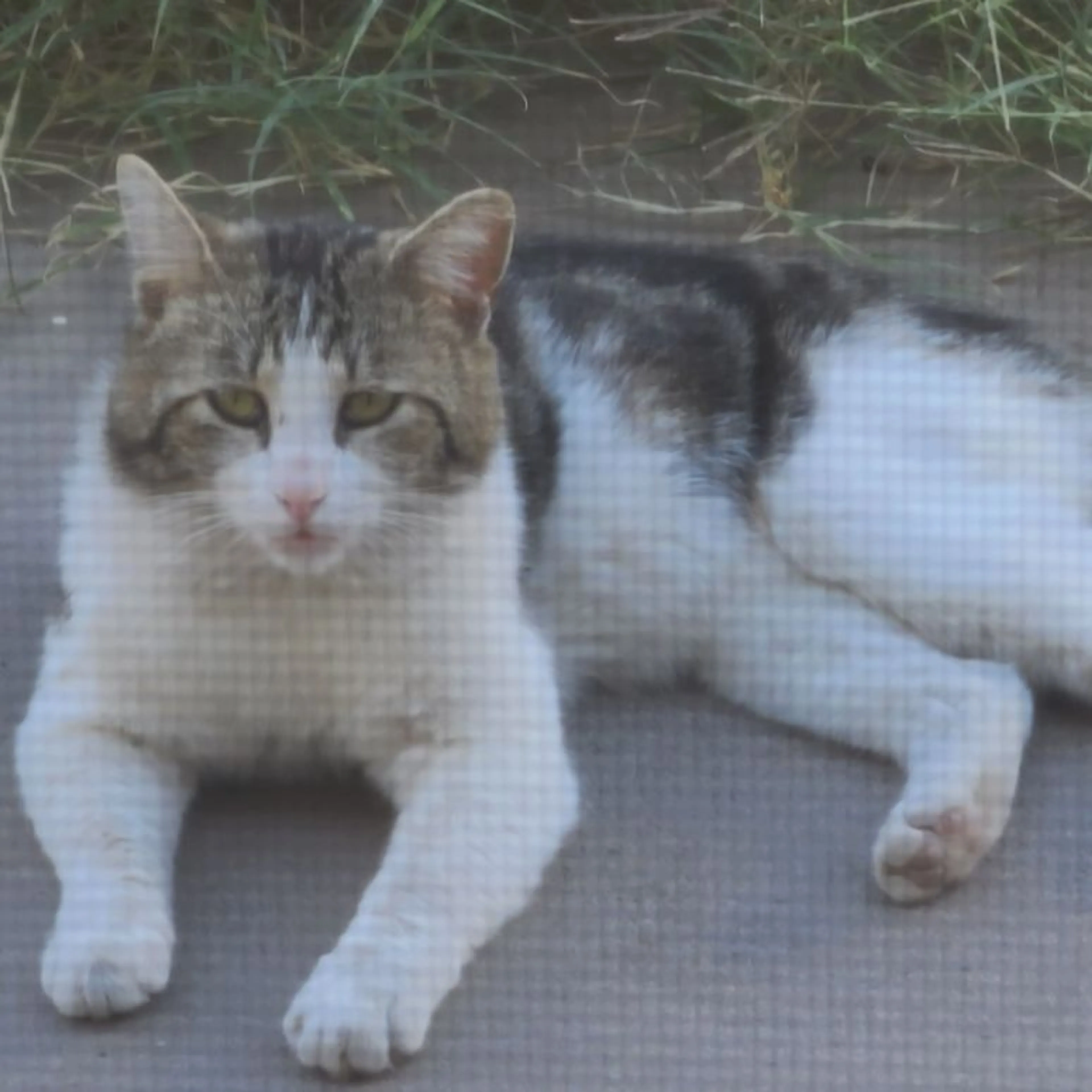 Found pet-0