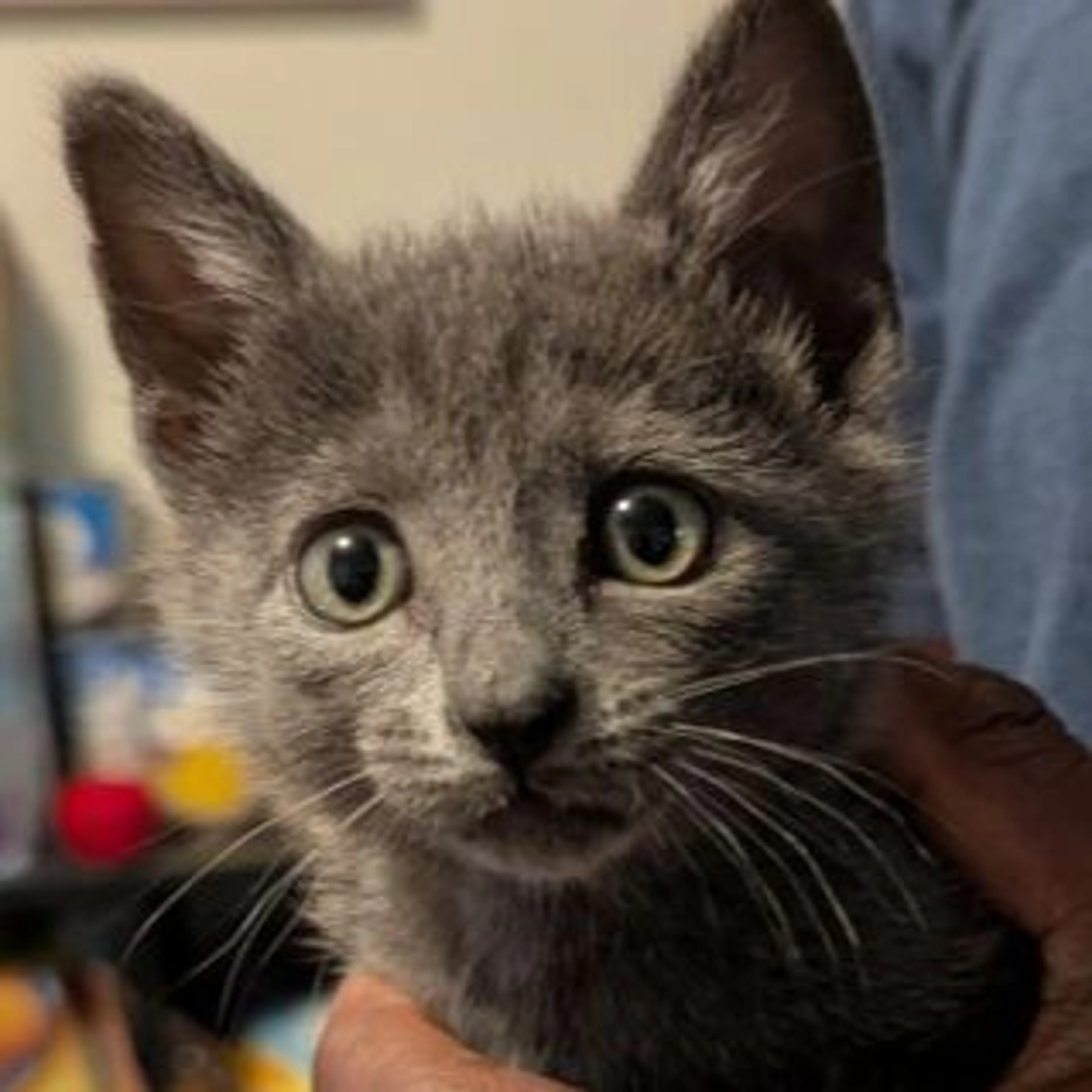 Found pet