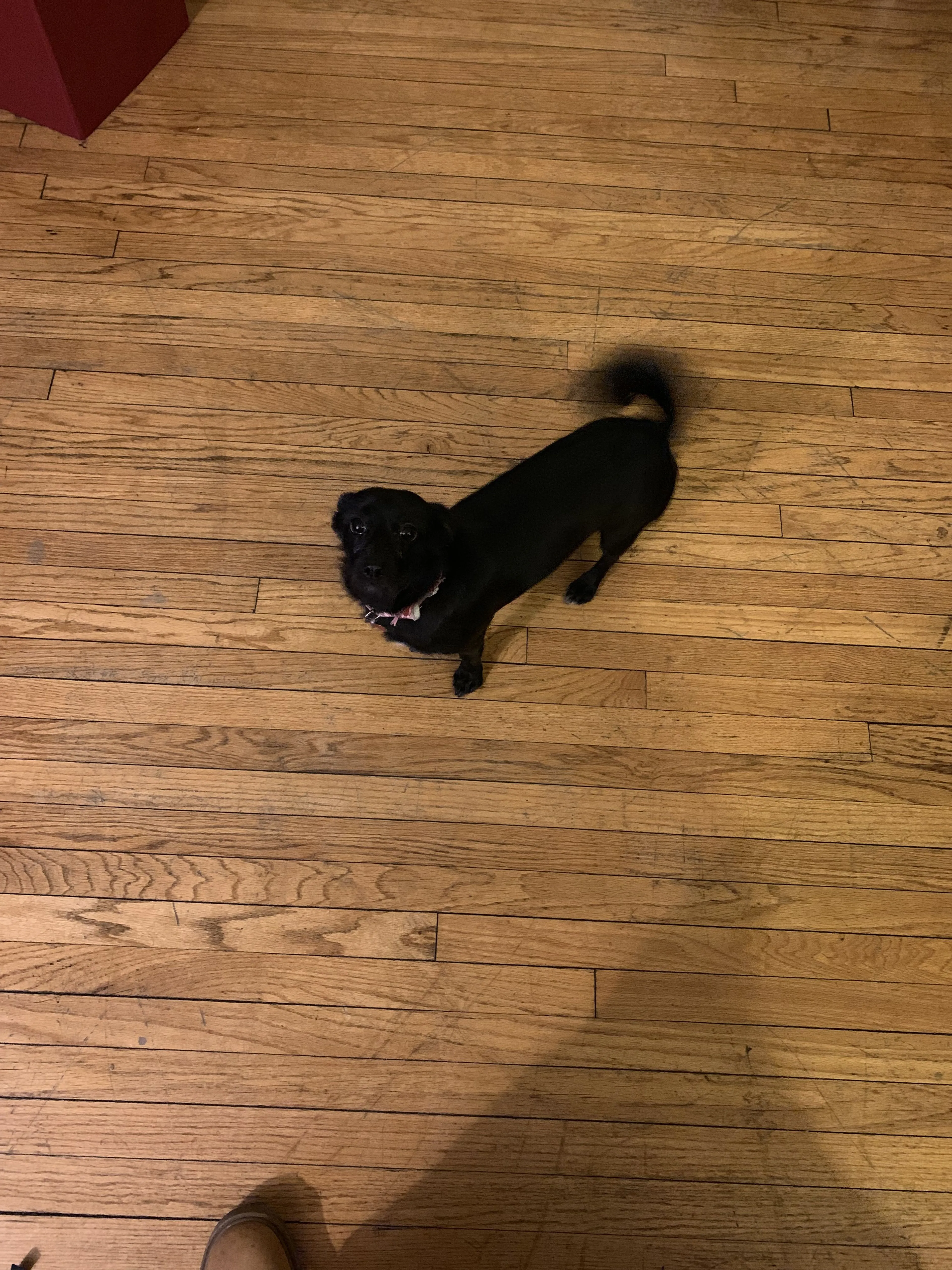 Lost pet-2