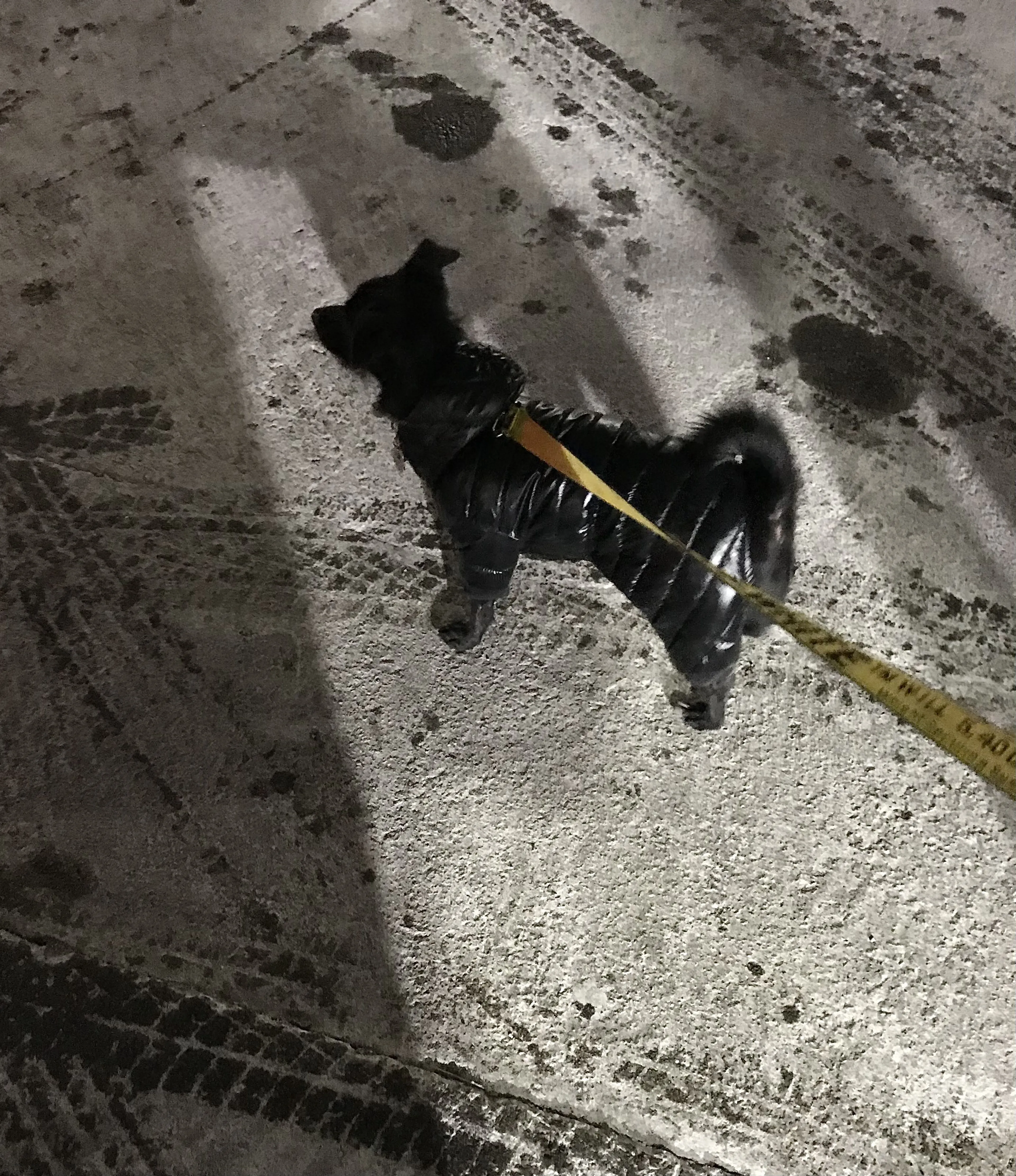 Lost pet-0