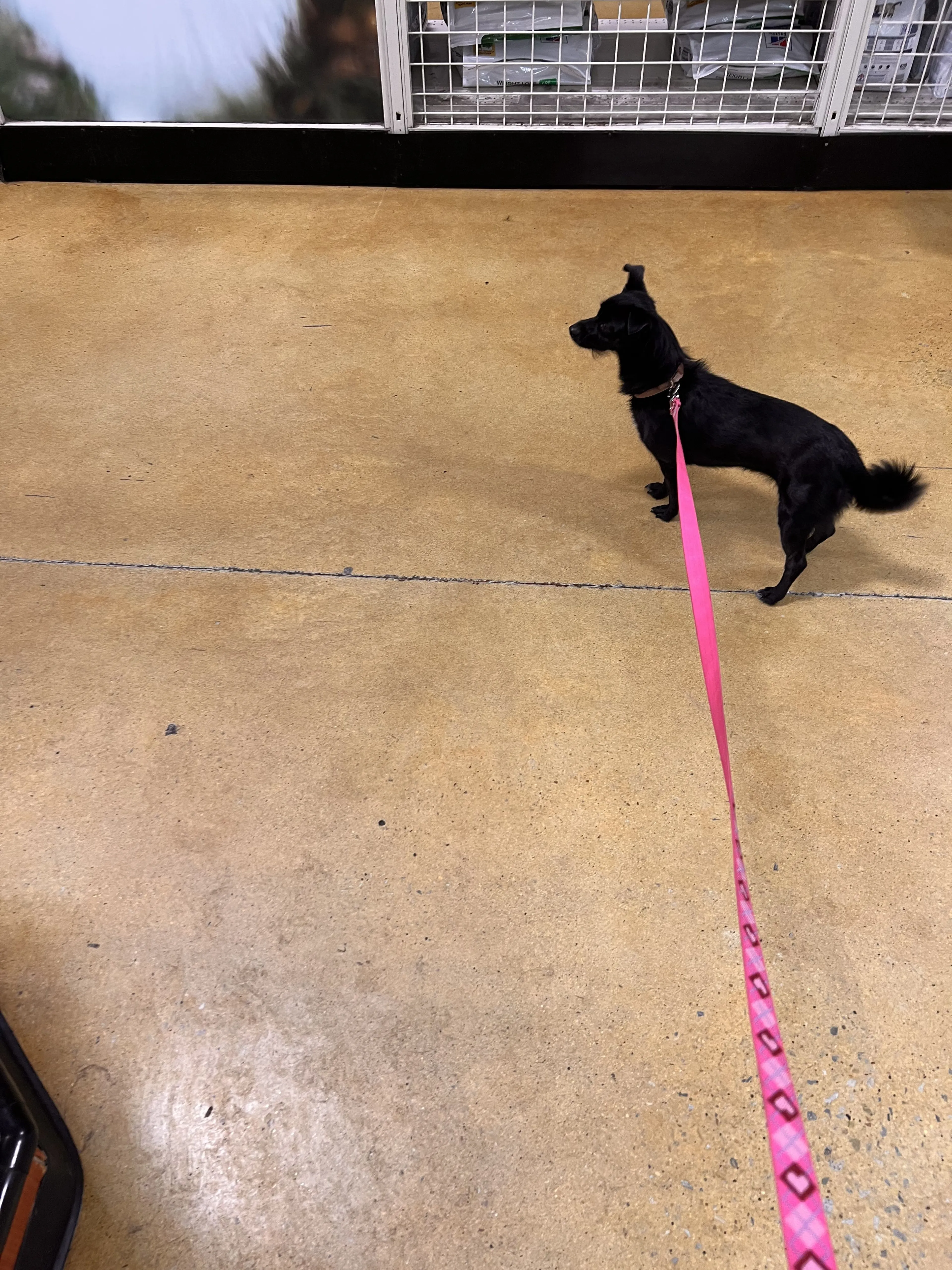Lost pet-1