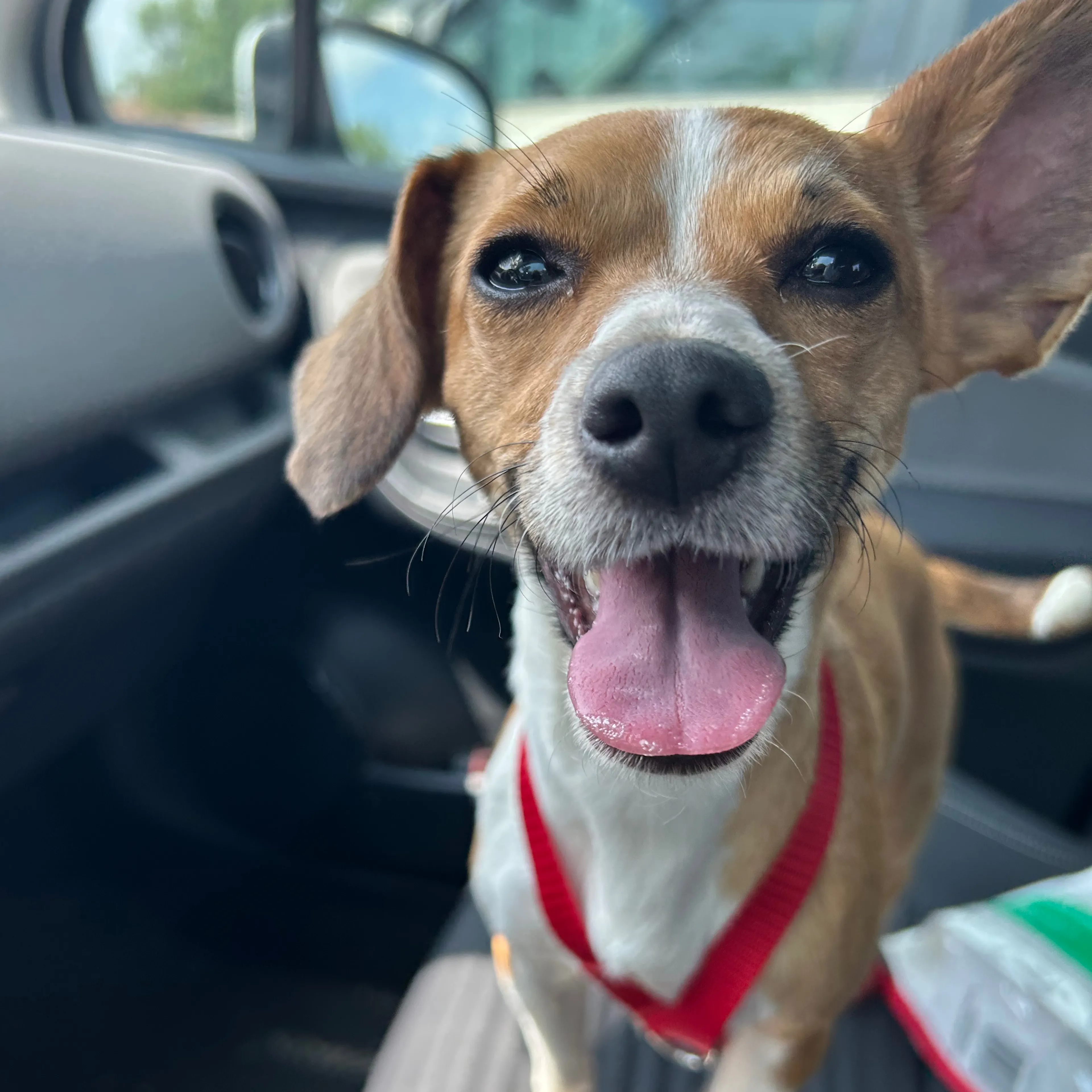 Found pet-1