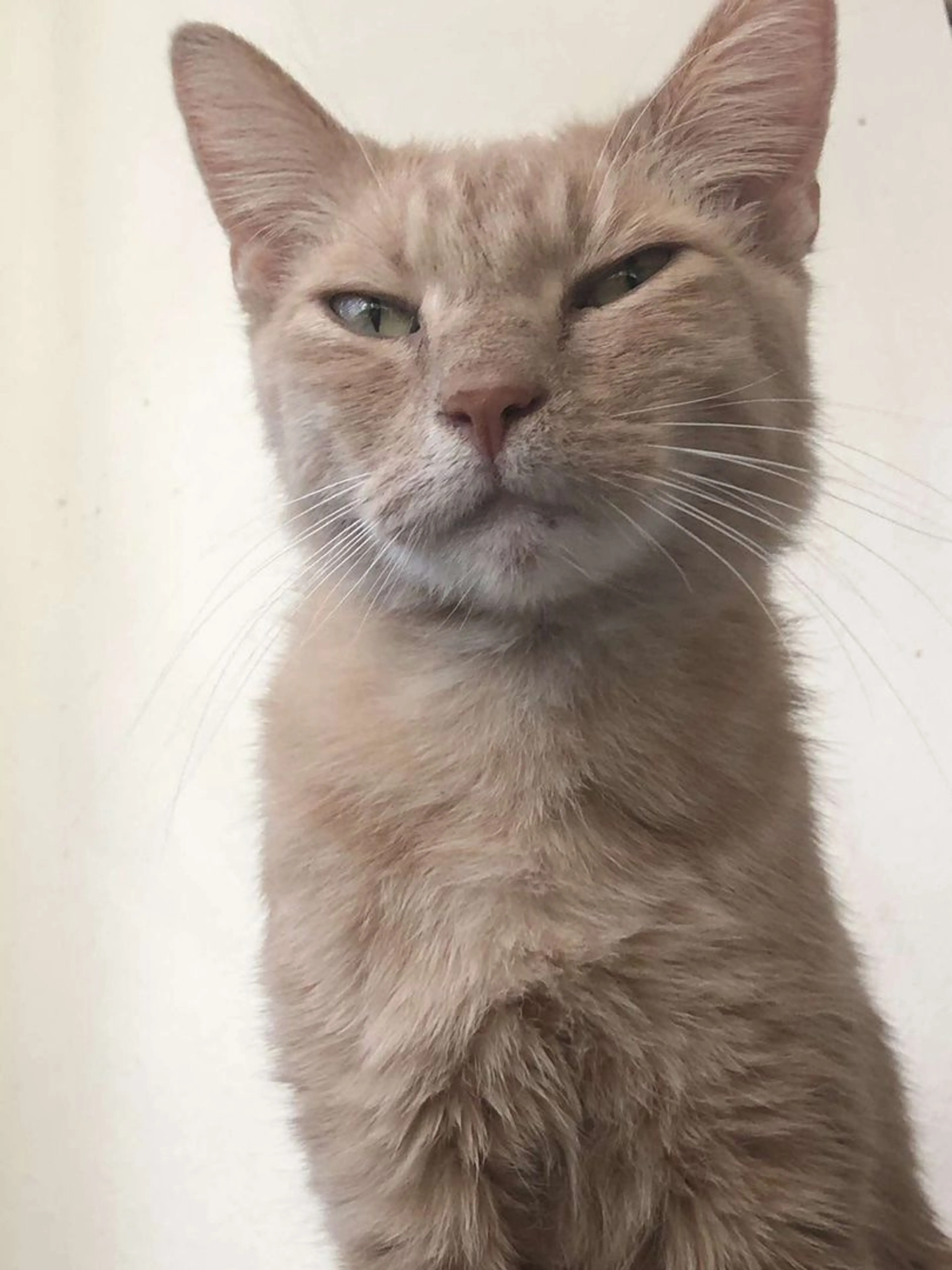 Lost pet