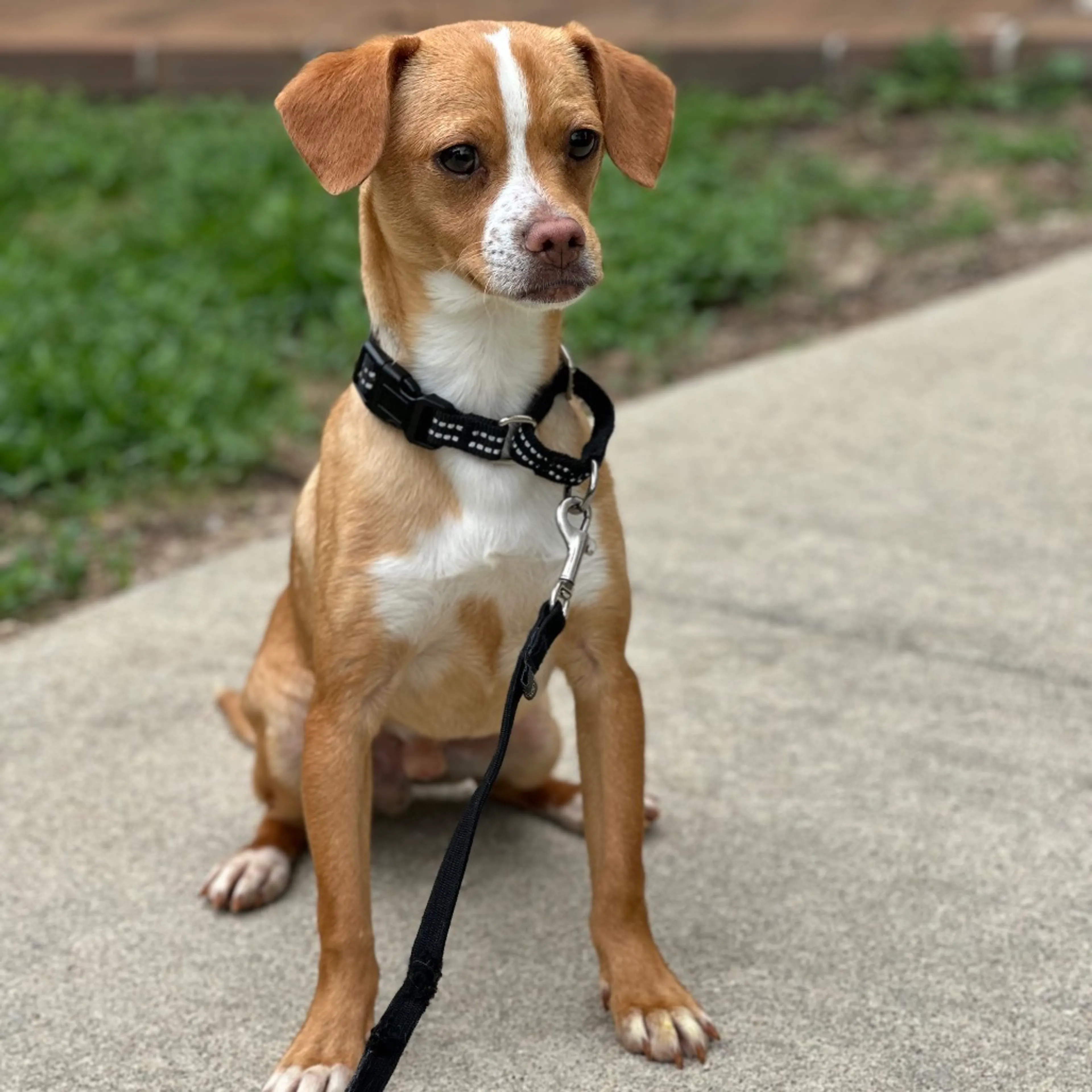 Found pet-2