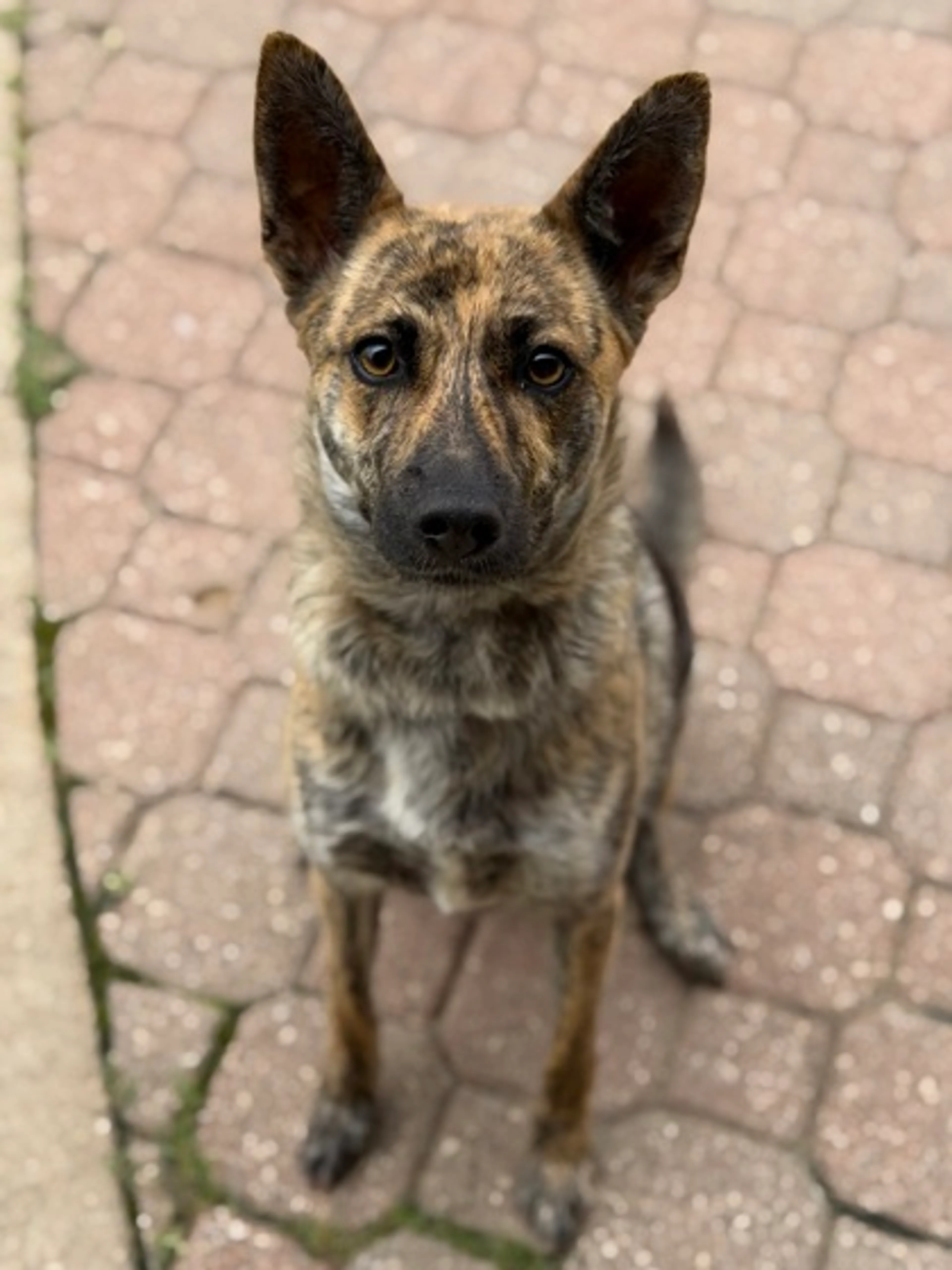 Found pet