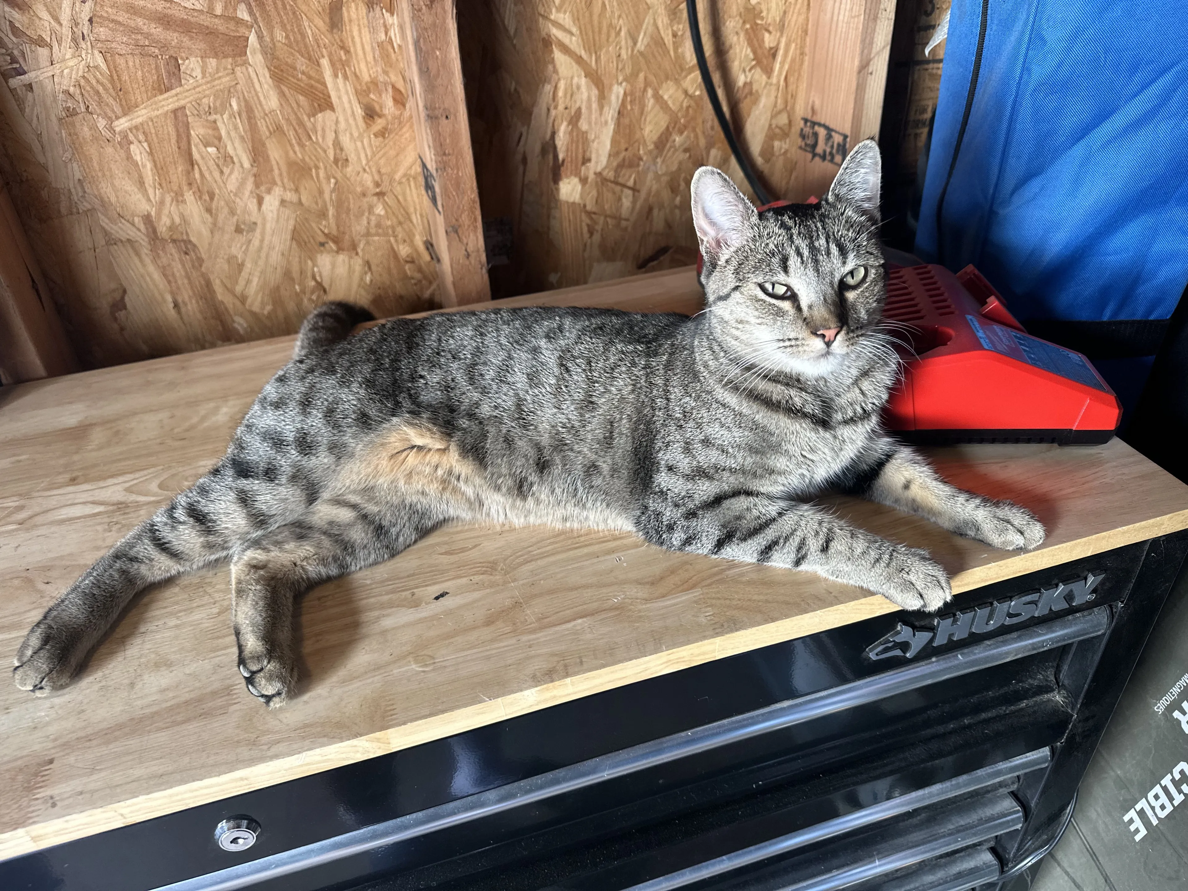 Lost pet