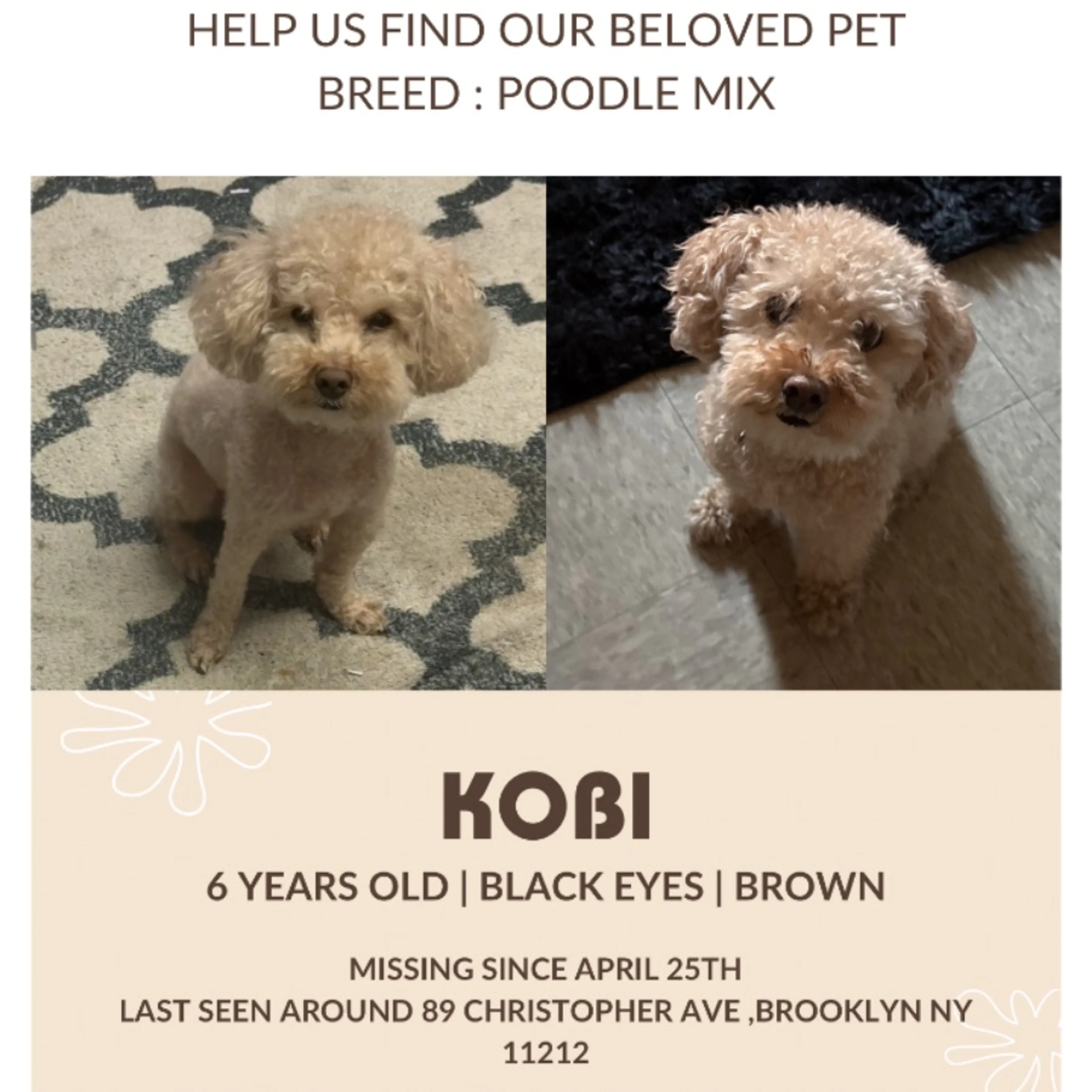 Lost pet