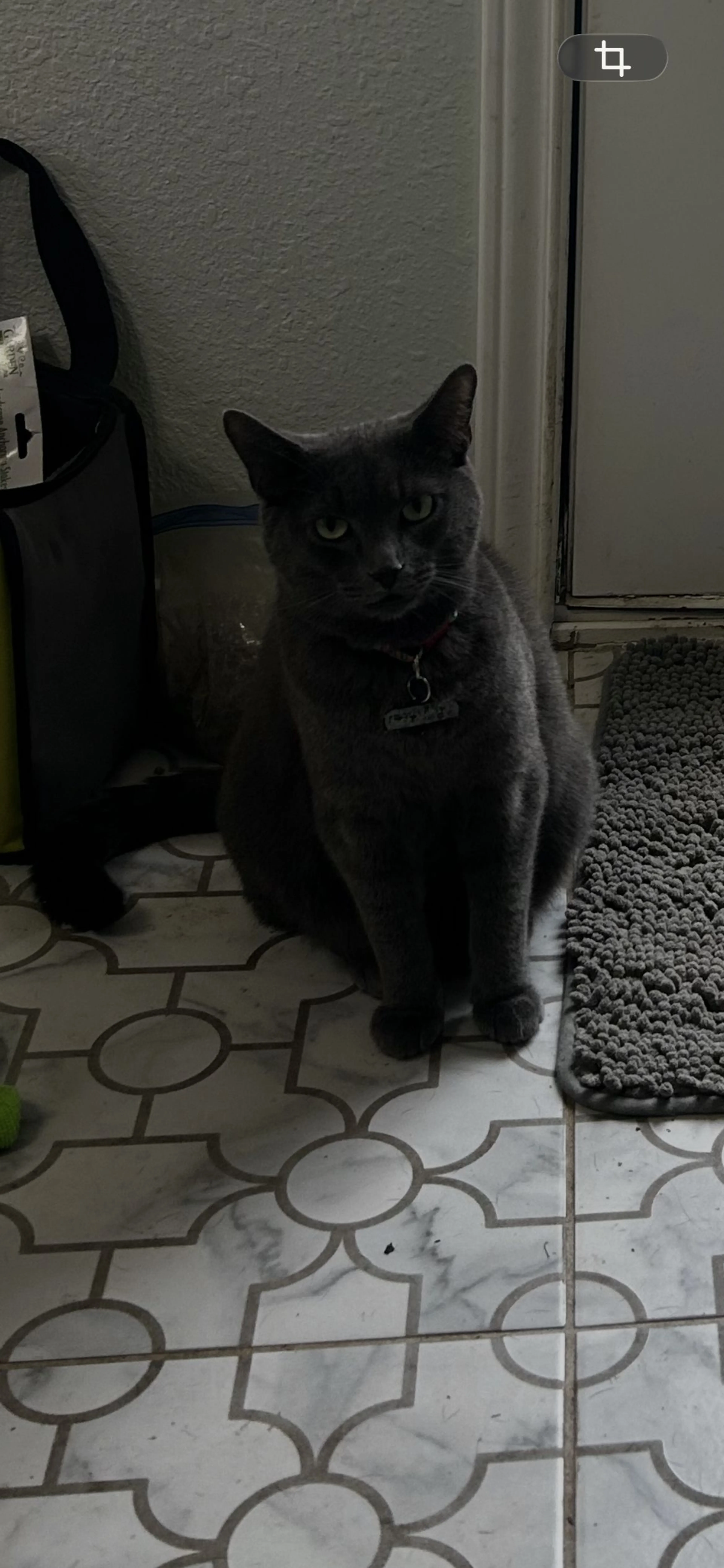 Lost pet