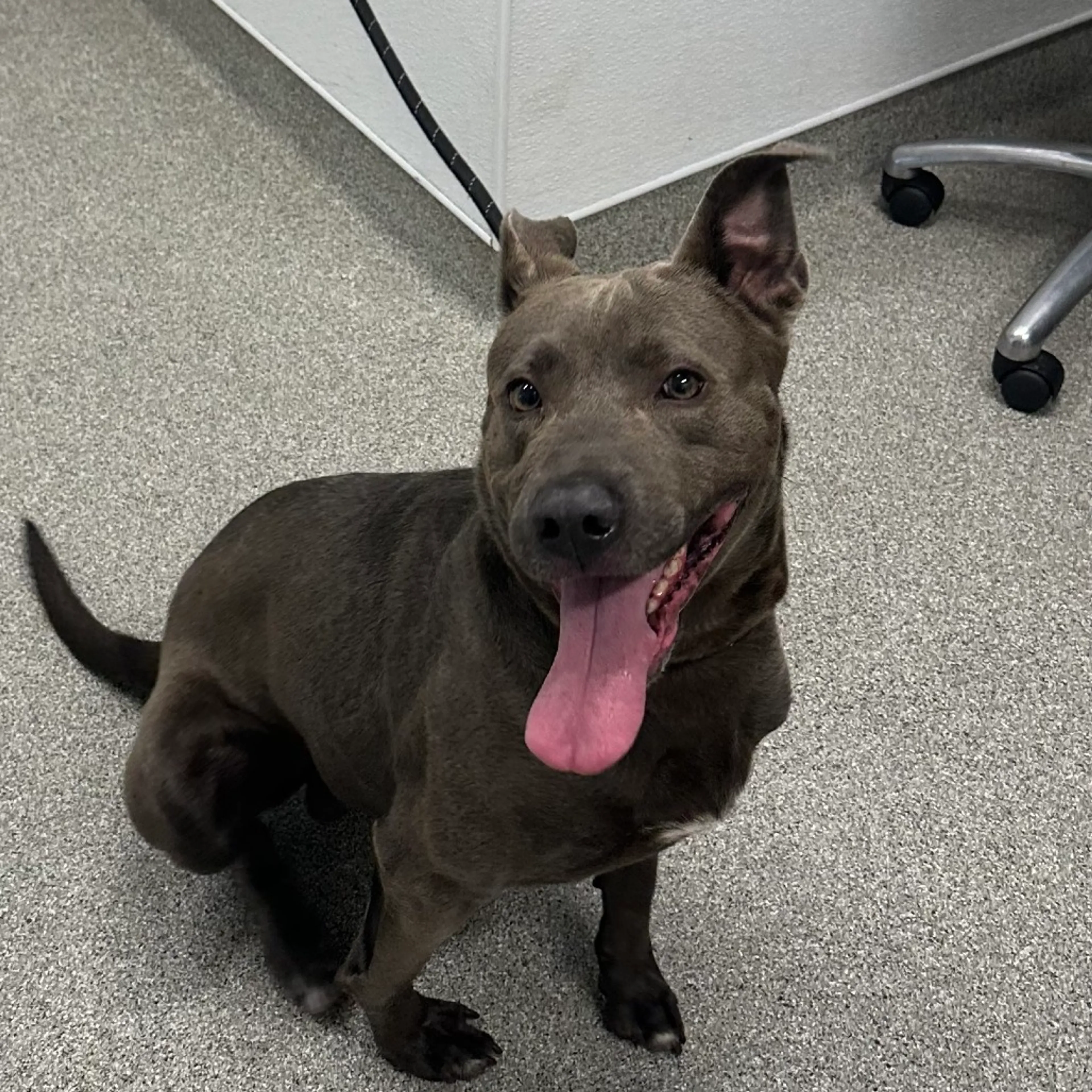 Found pet