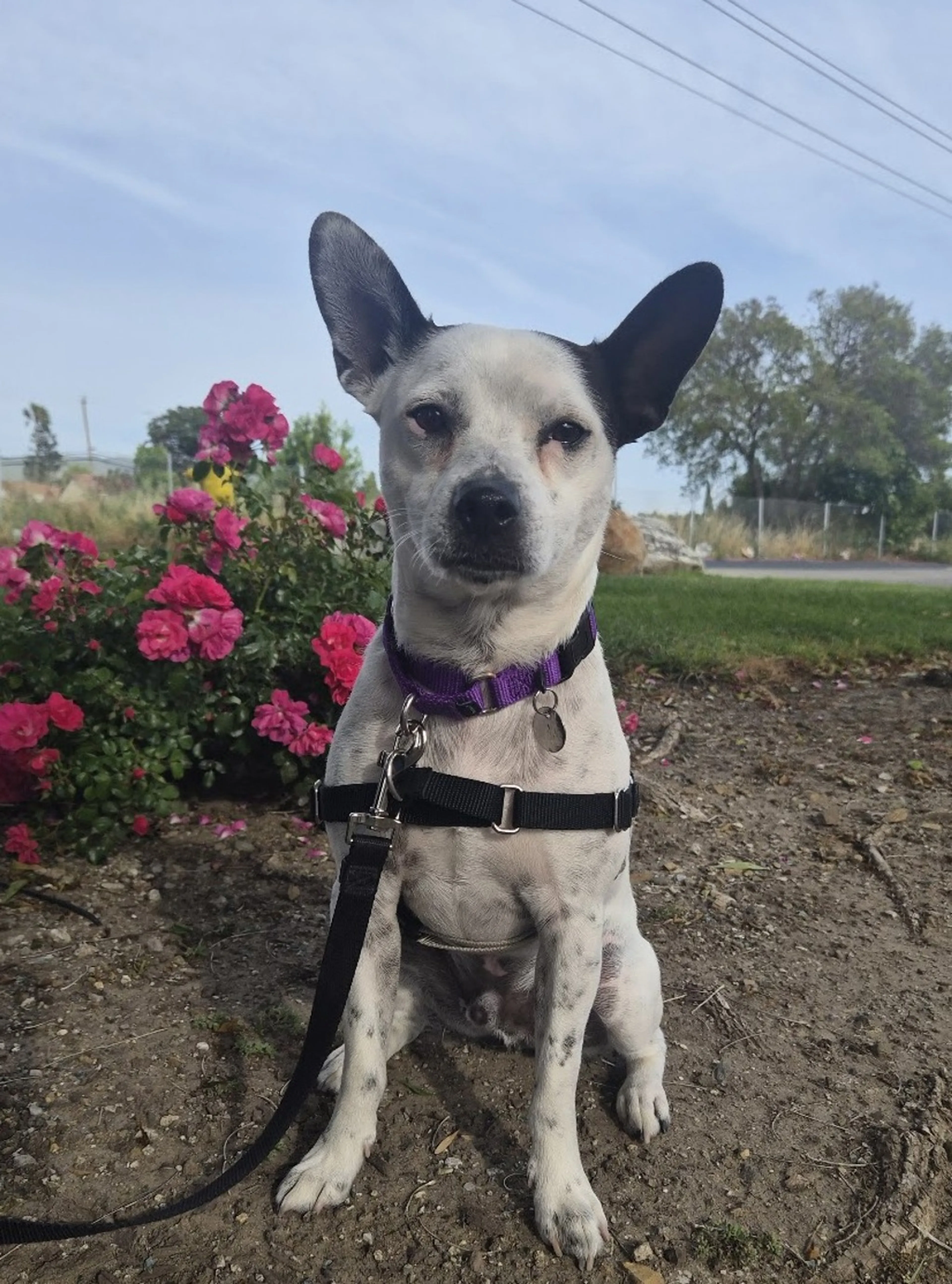 Found pet-3