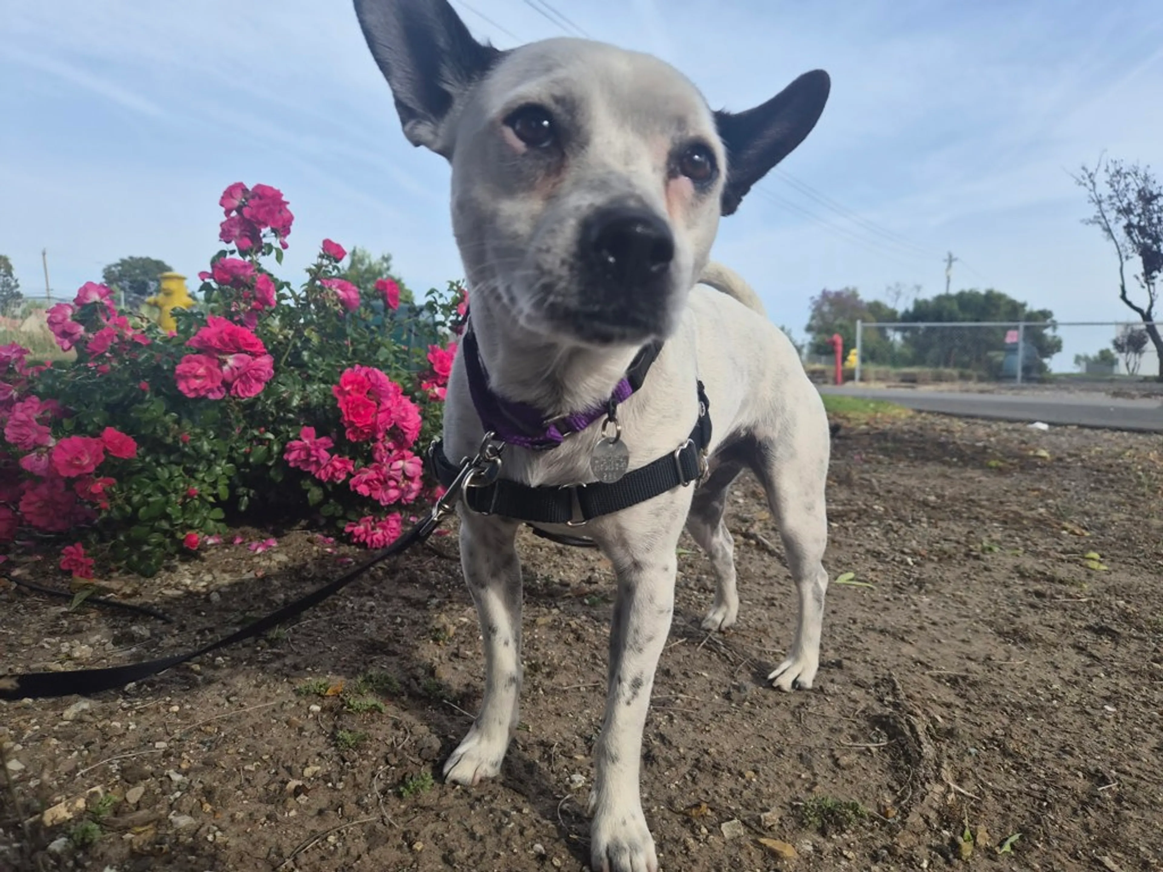Found pet-2