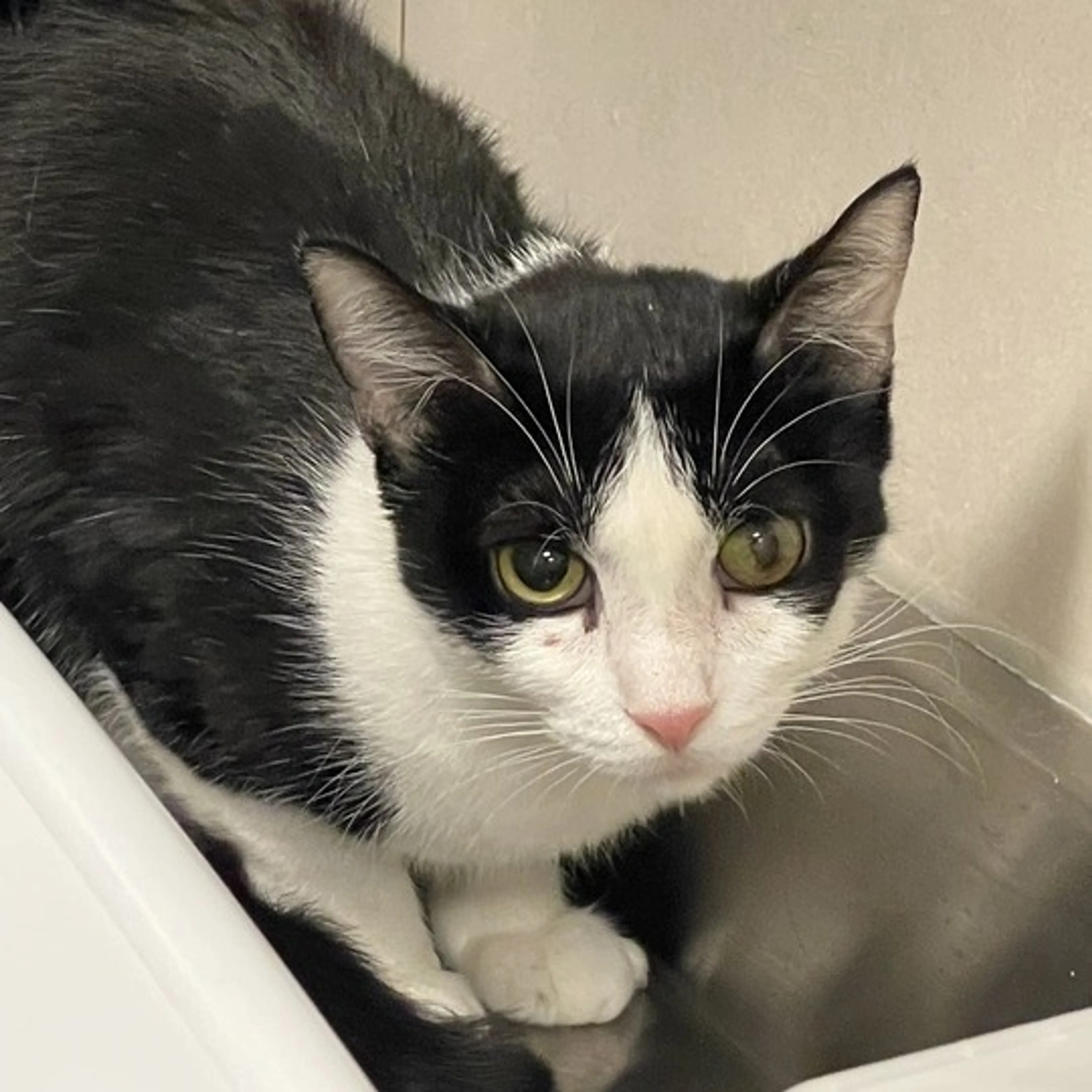 Found pet
