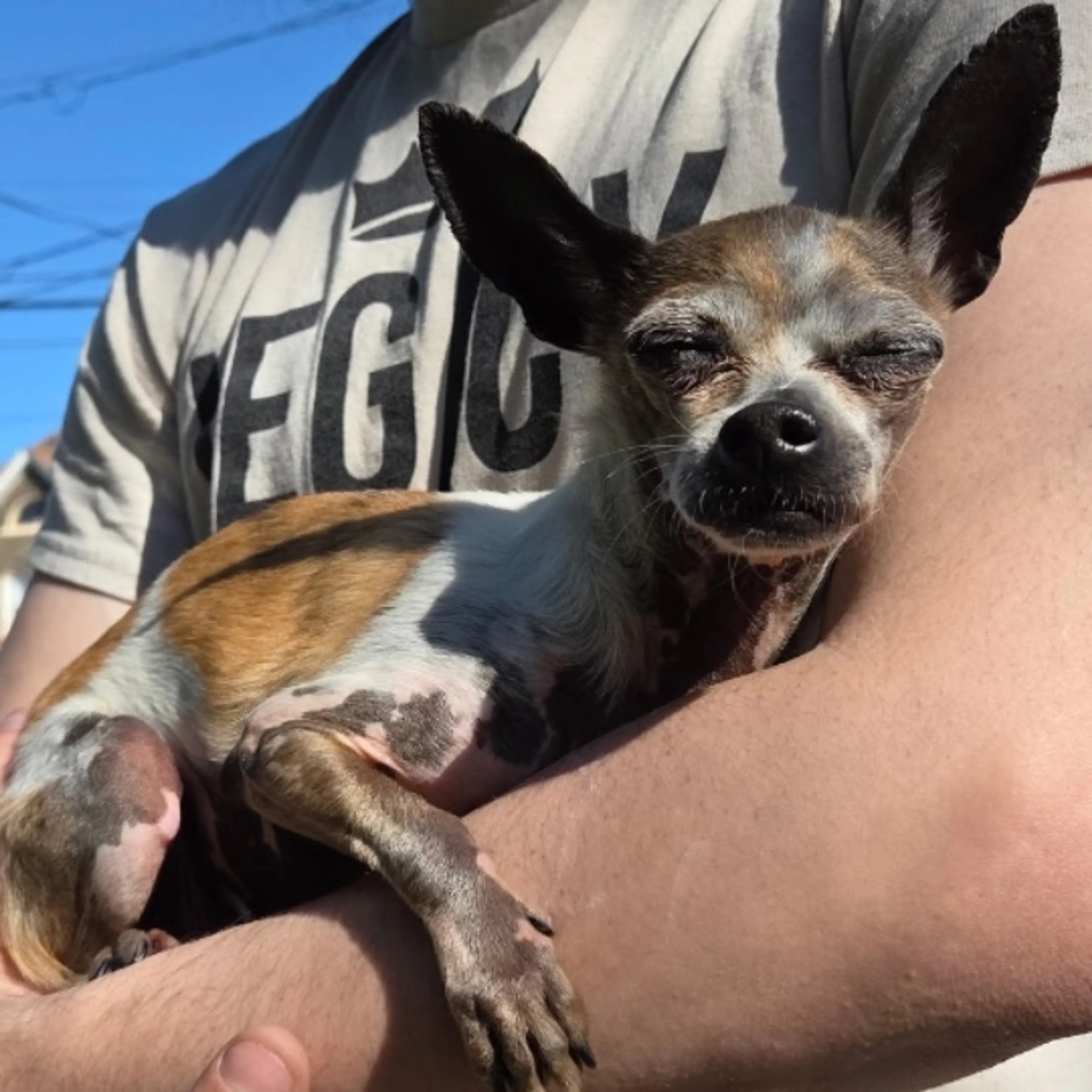 Found pet