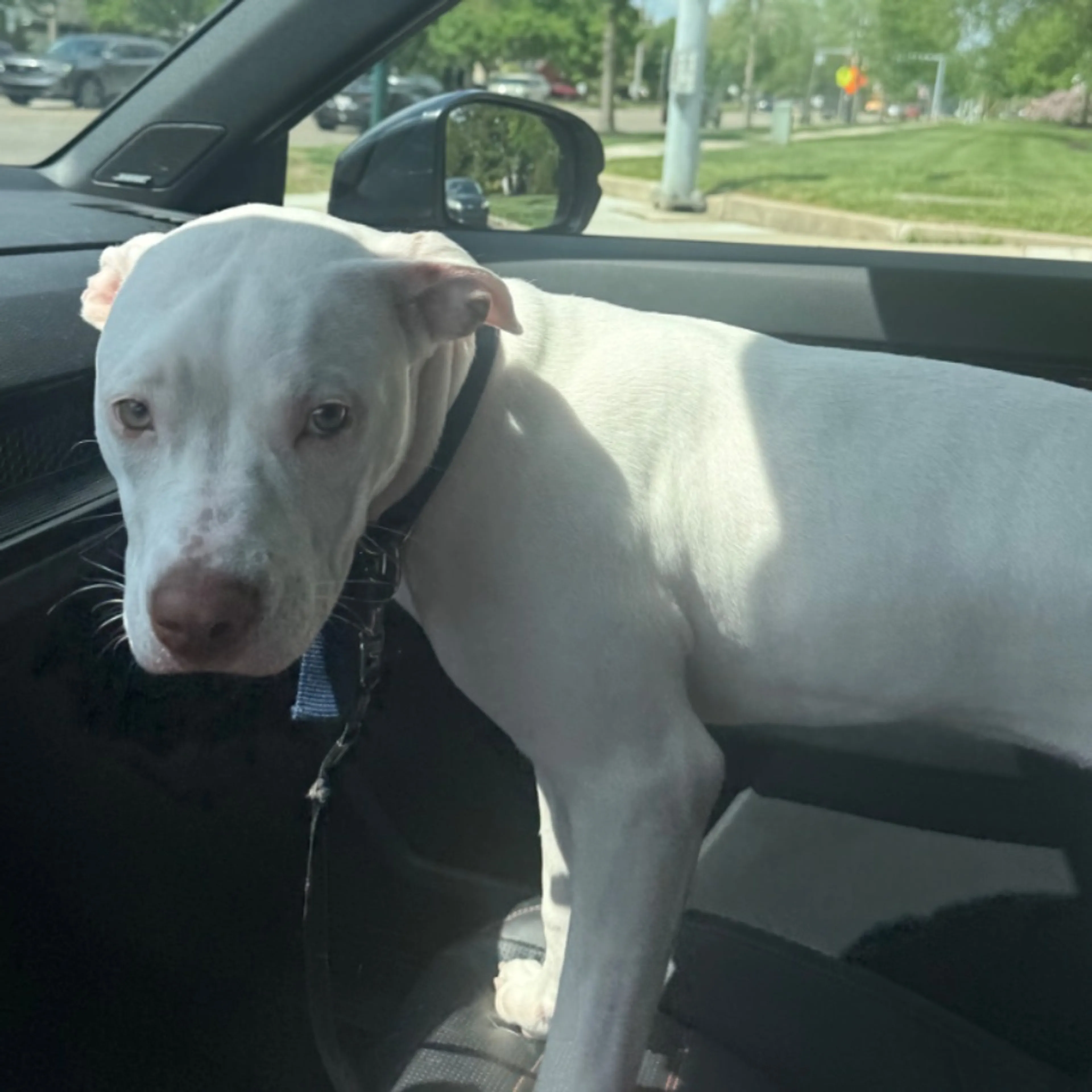 Found pet