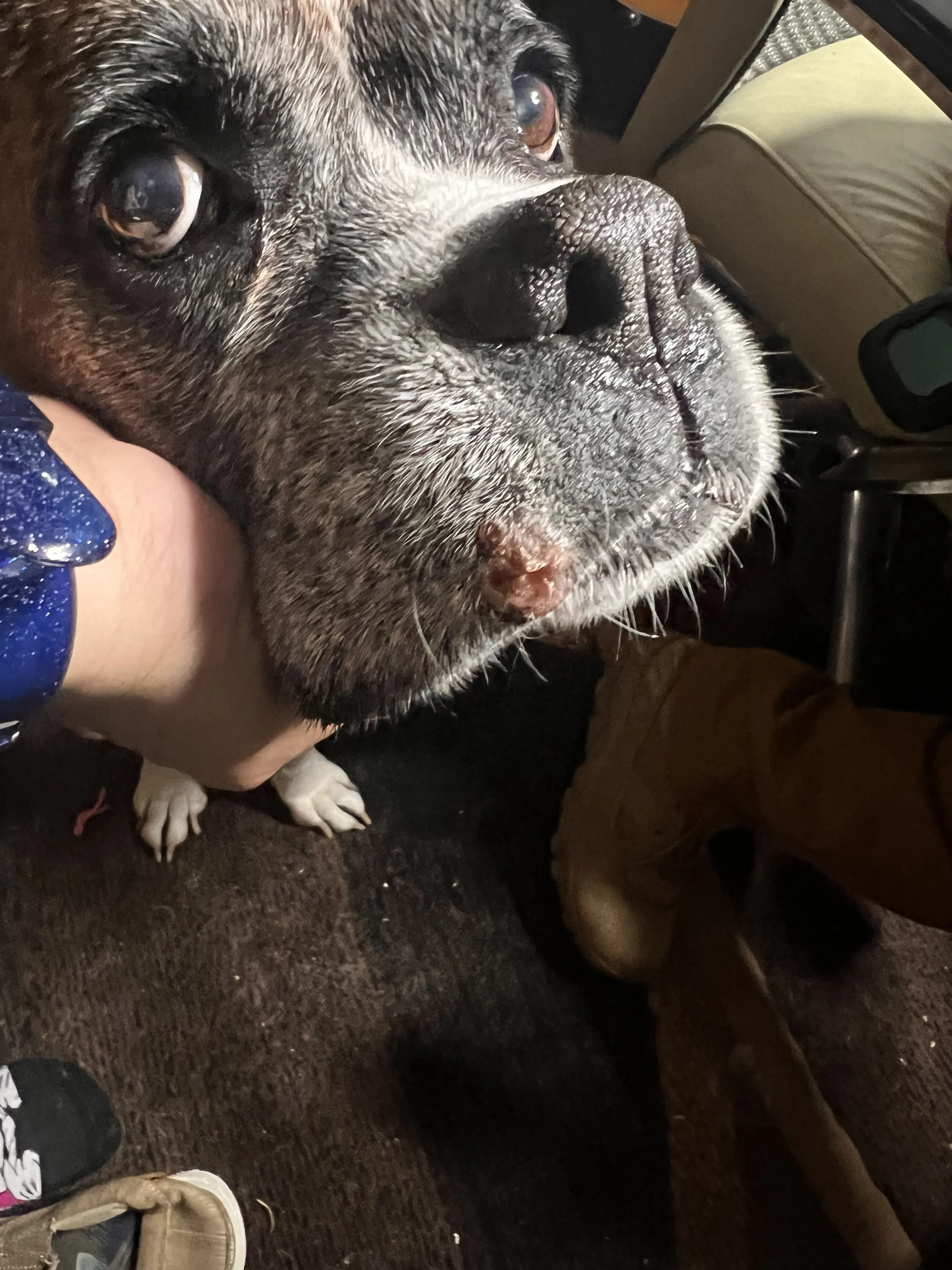 Lost pet-1