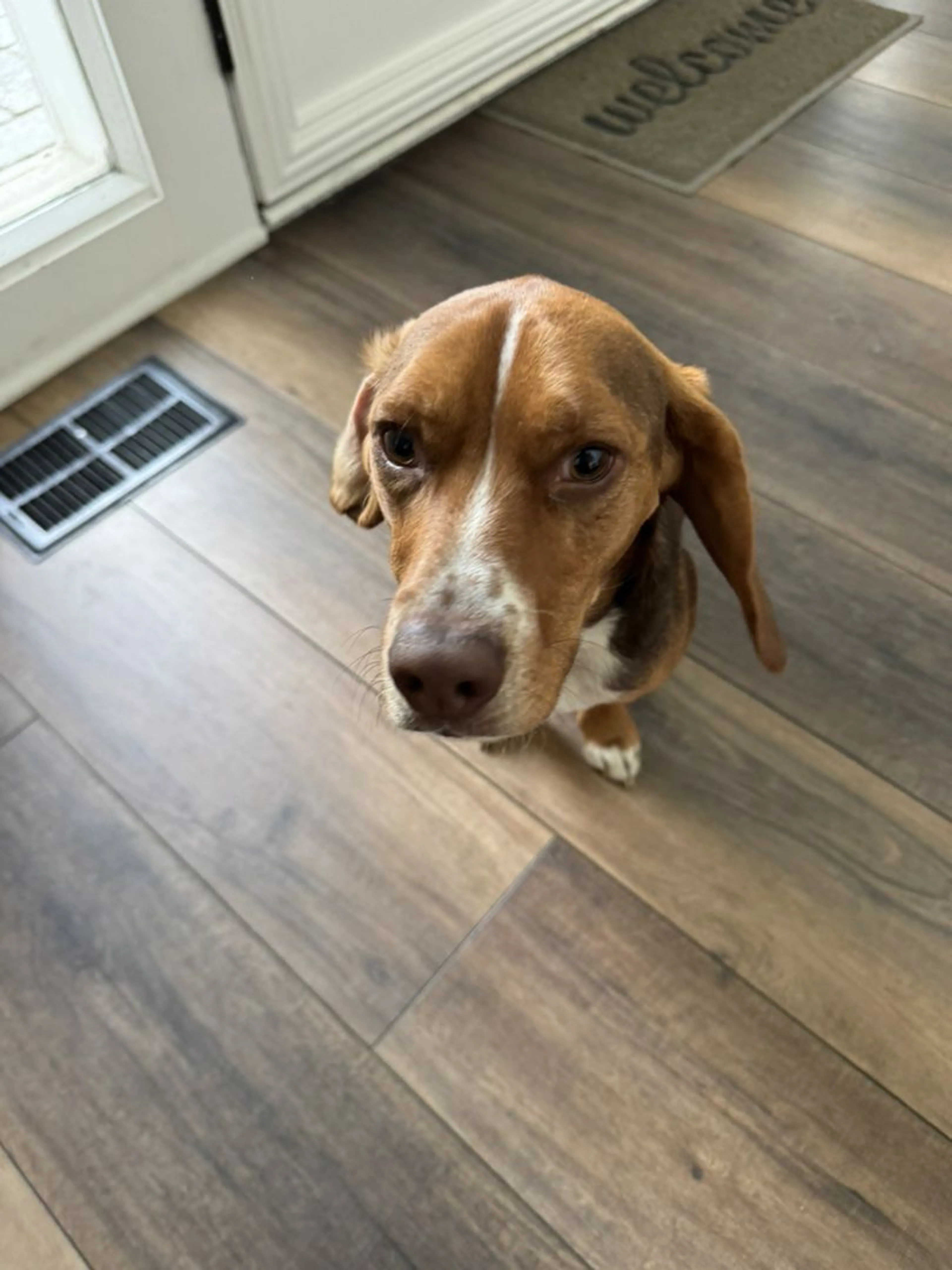 Lost pet