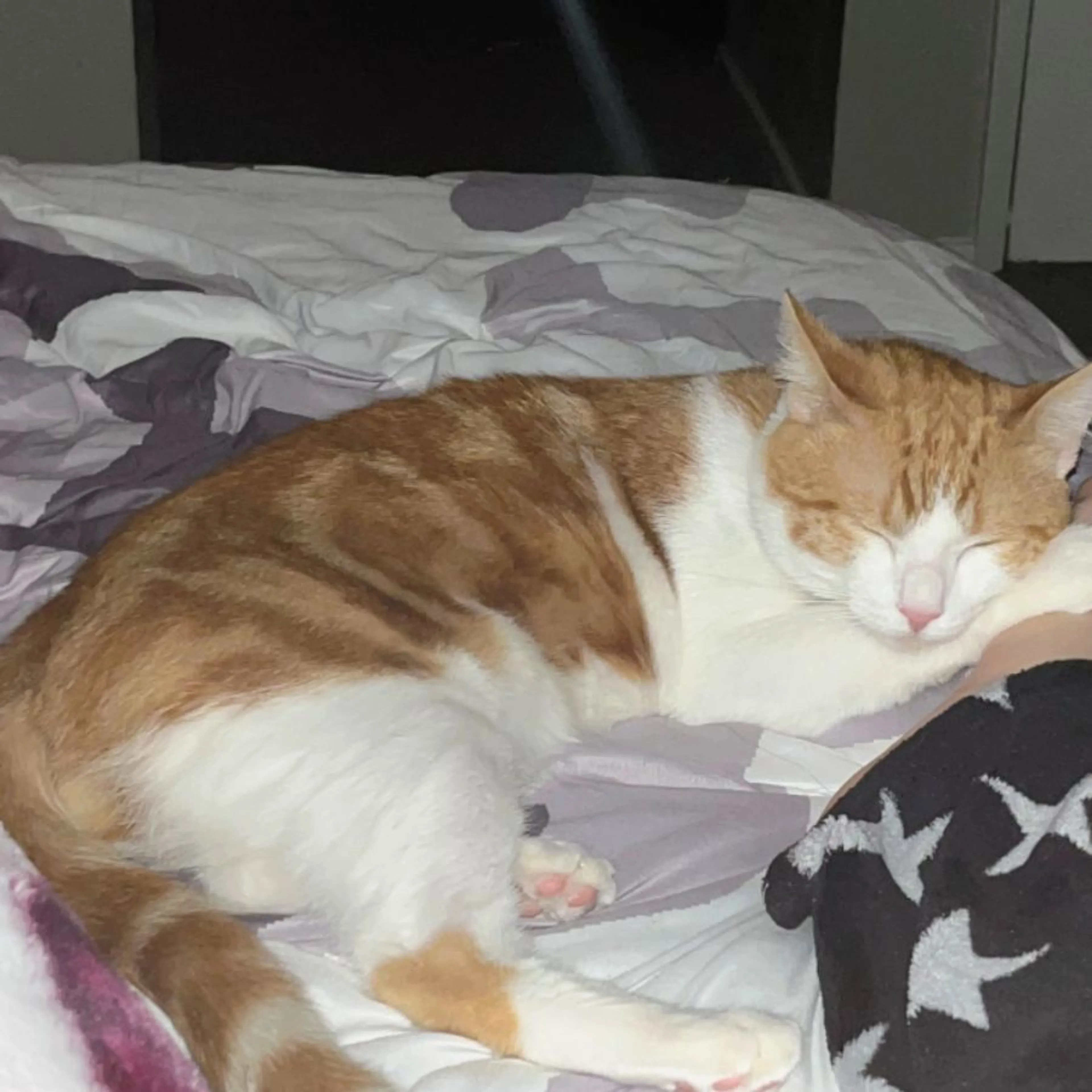 Lost pet