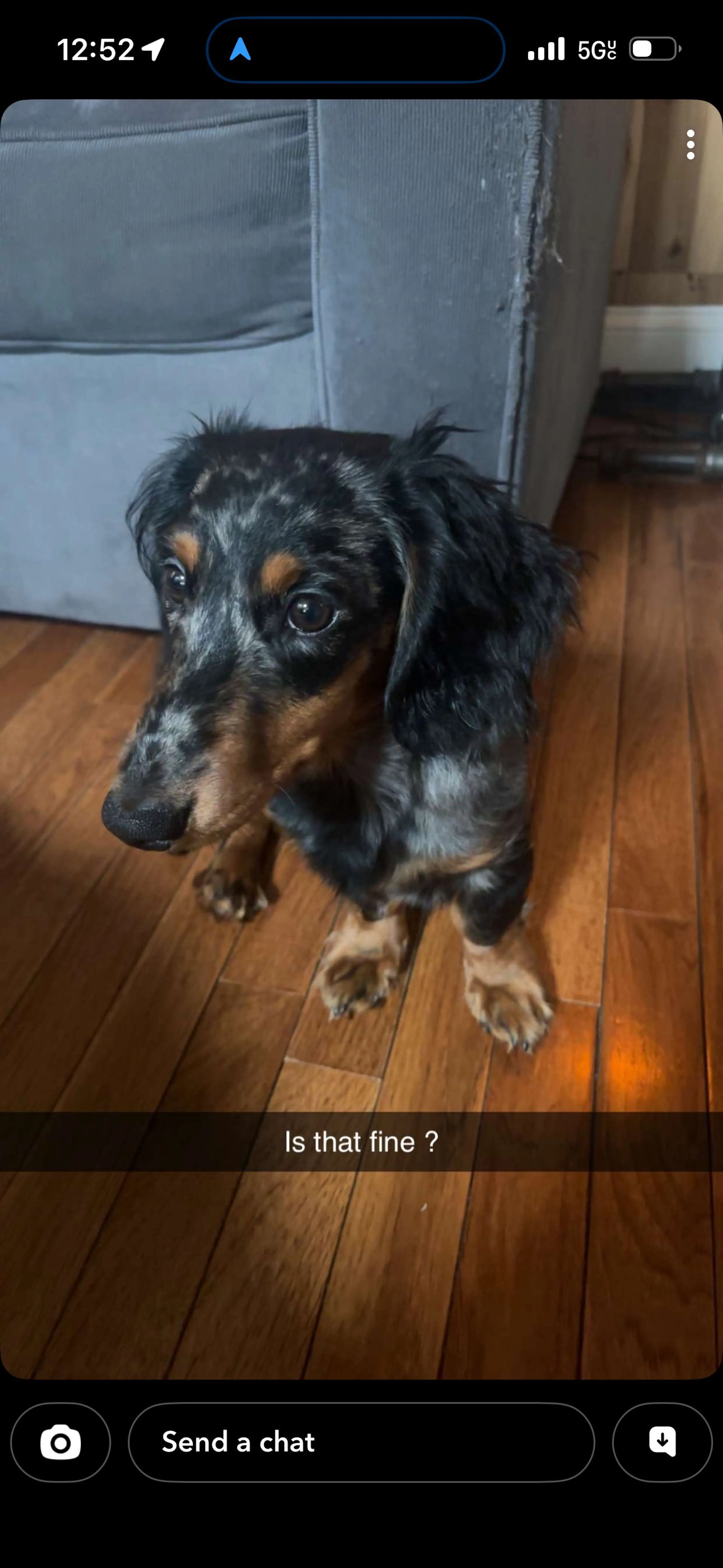 Lost pet-1
