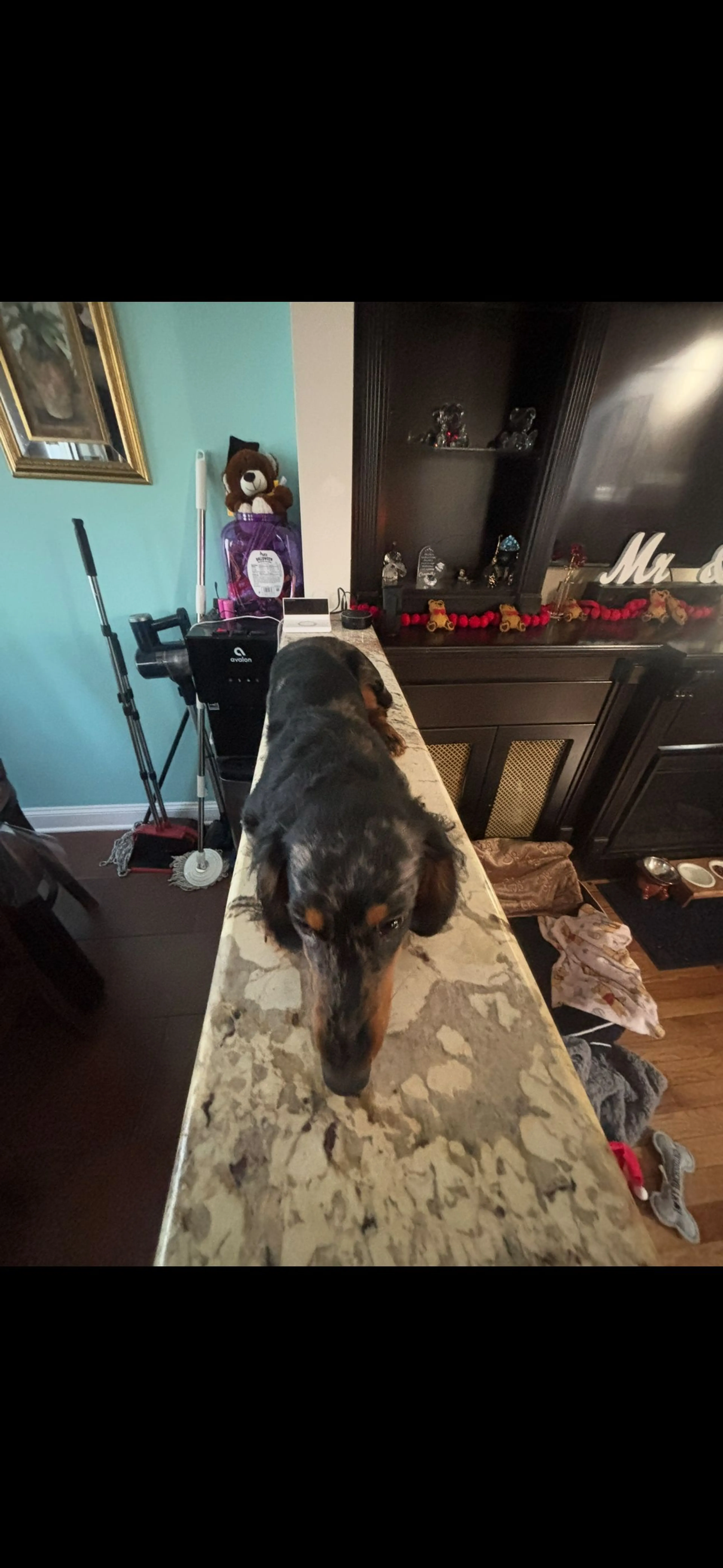 Lost pet-0