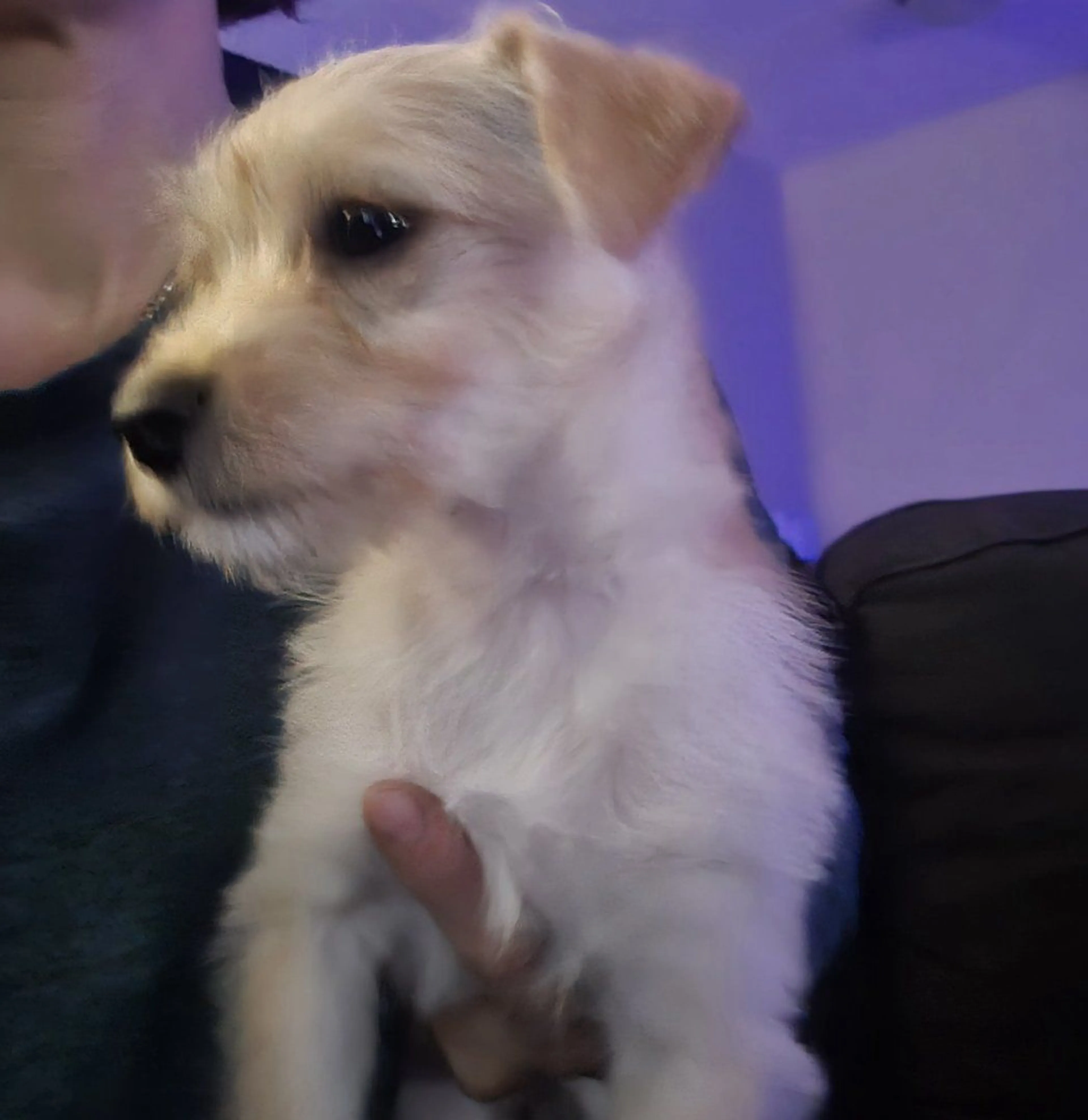 Lost pet