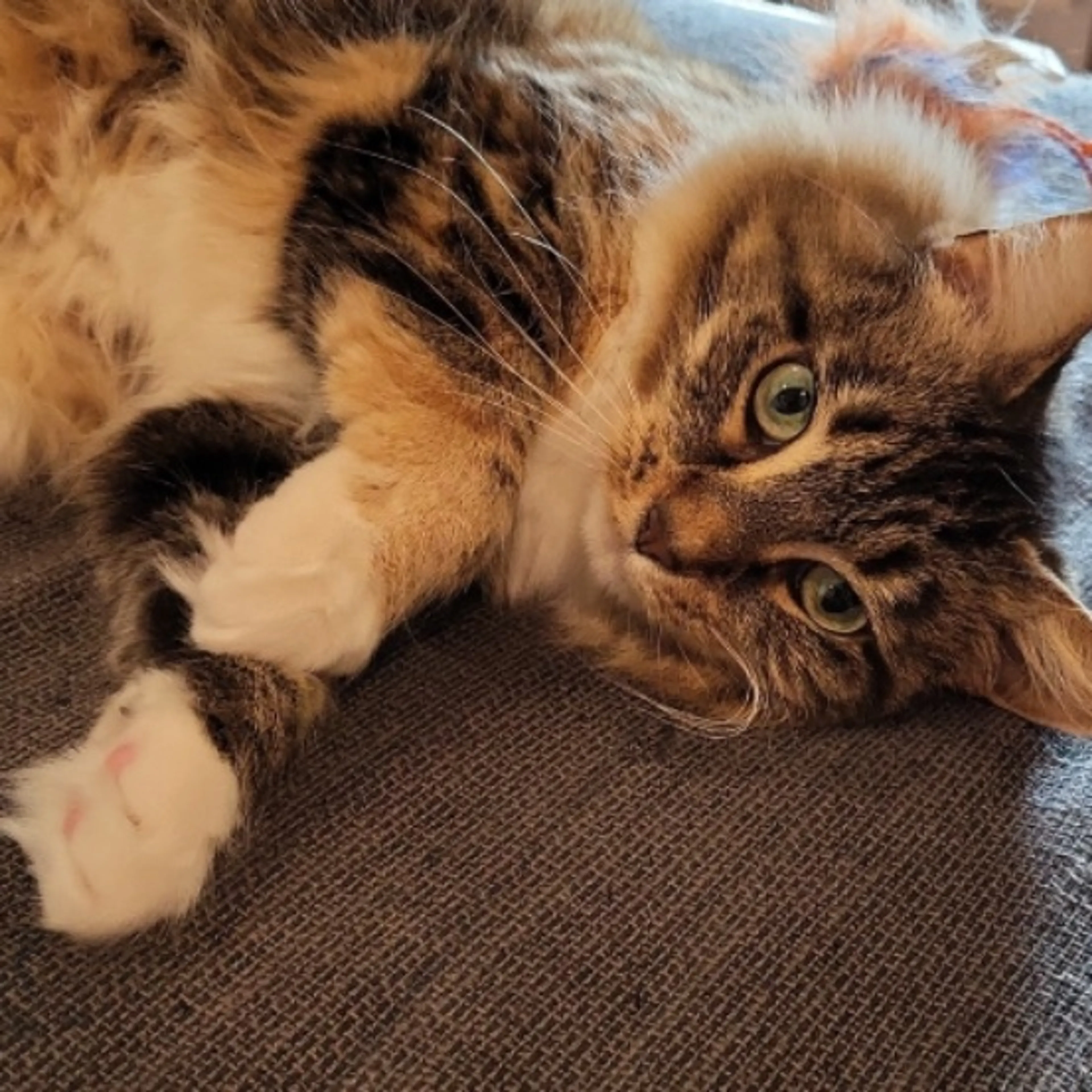 Lost pet