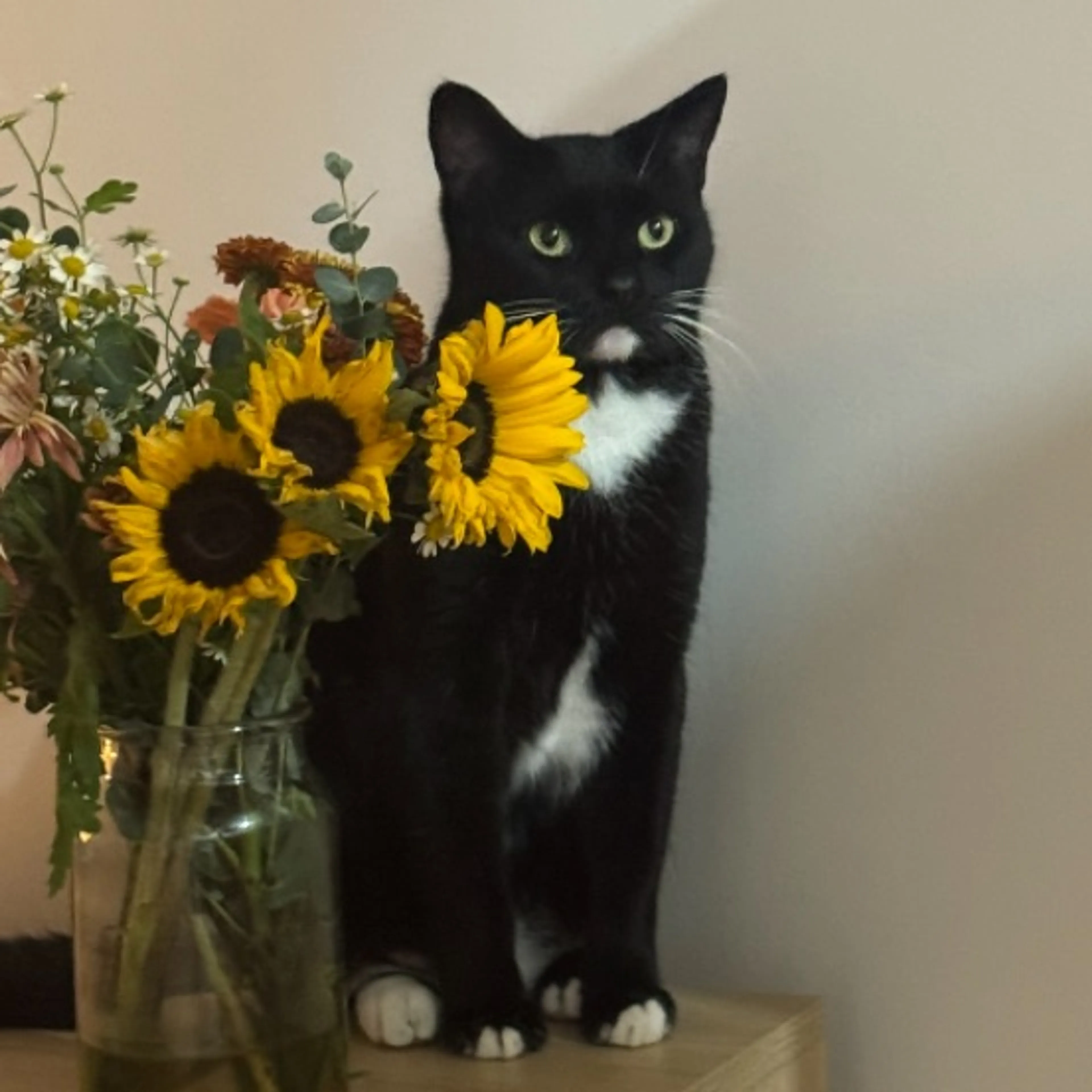 Lost pet