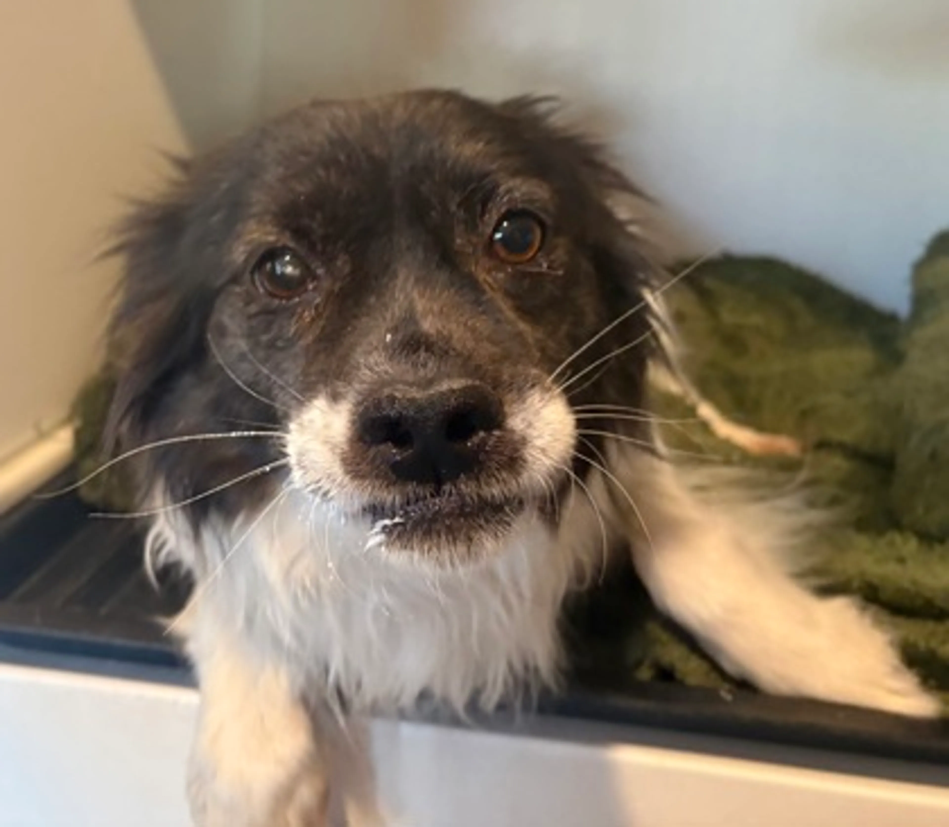 Found pet-1
