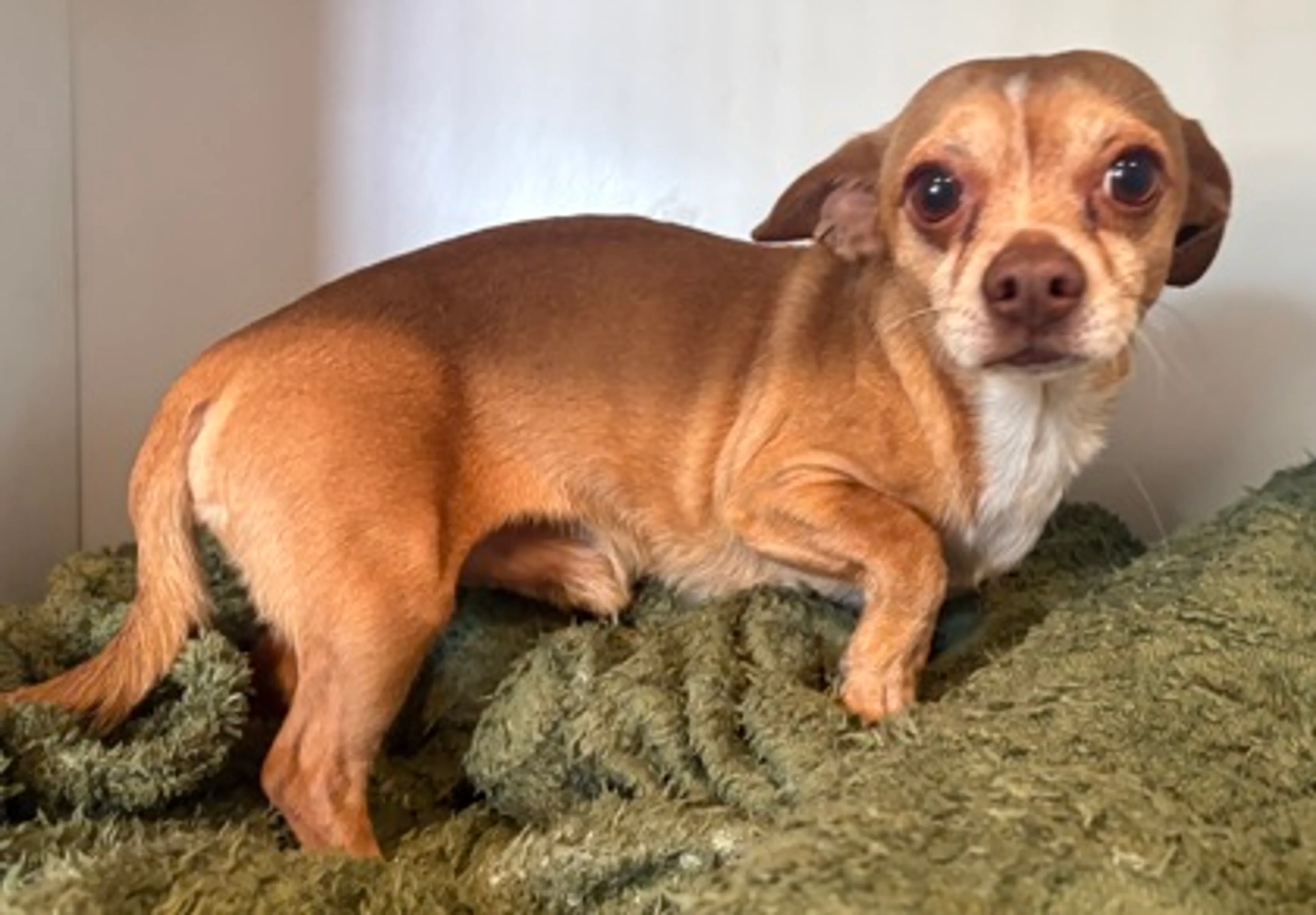 Found pet-2