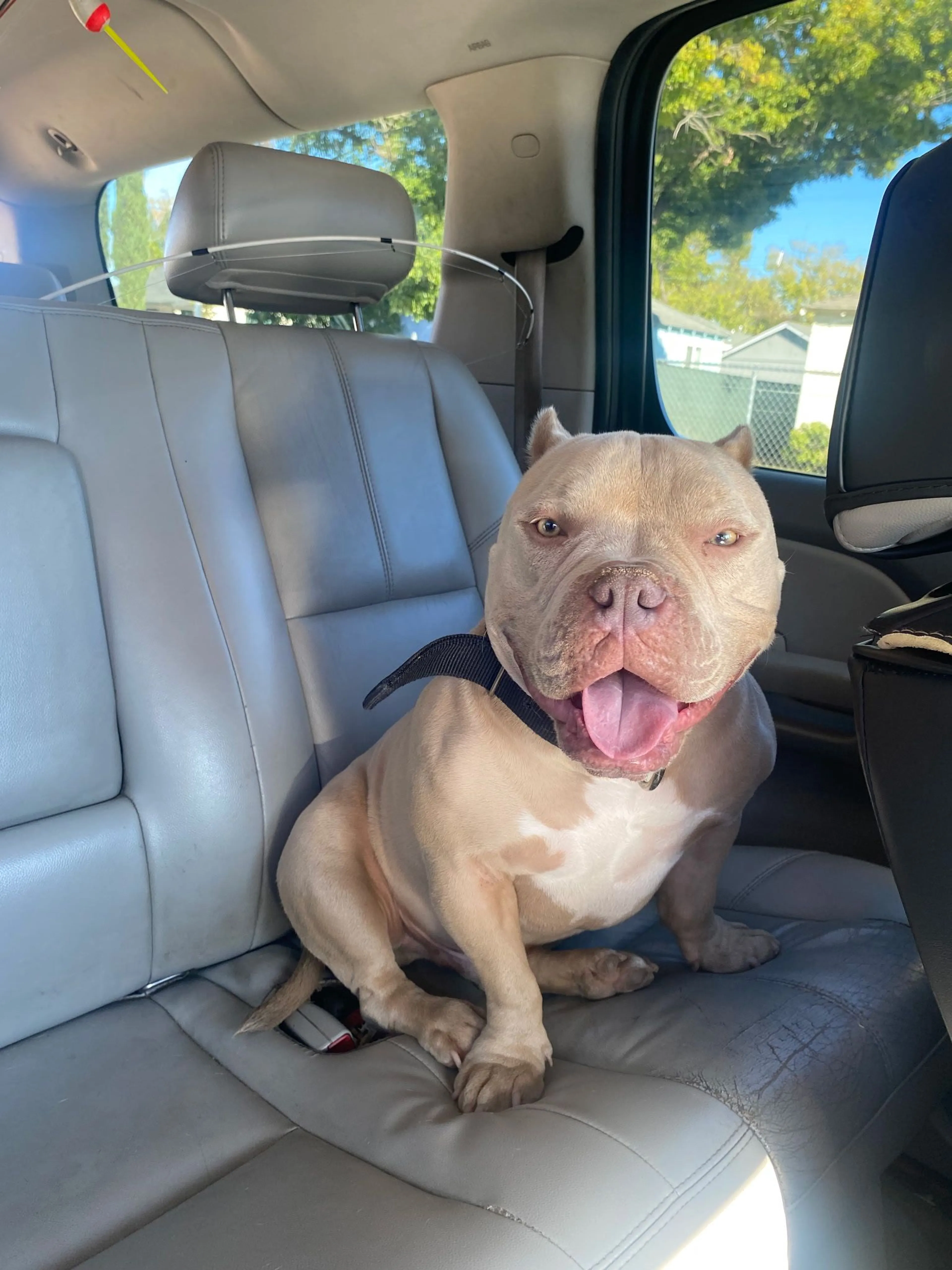 Lost pet