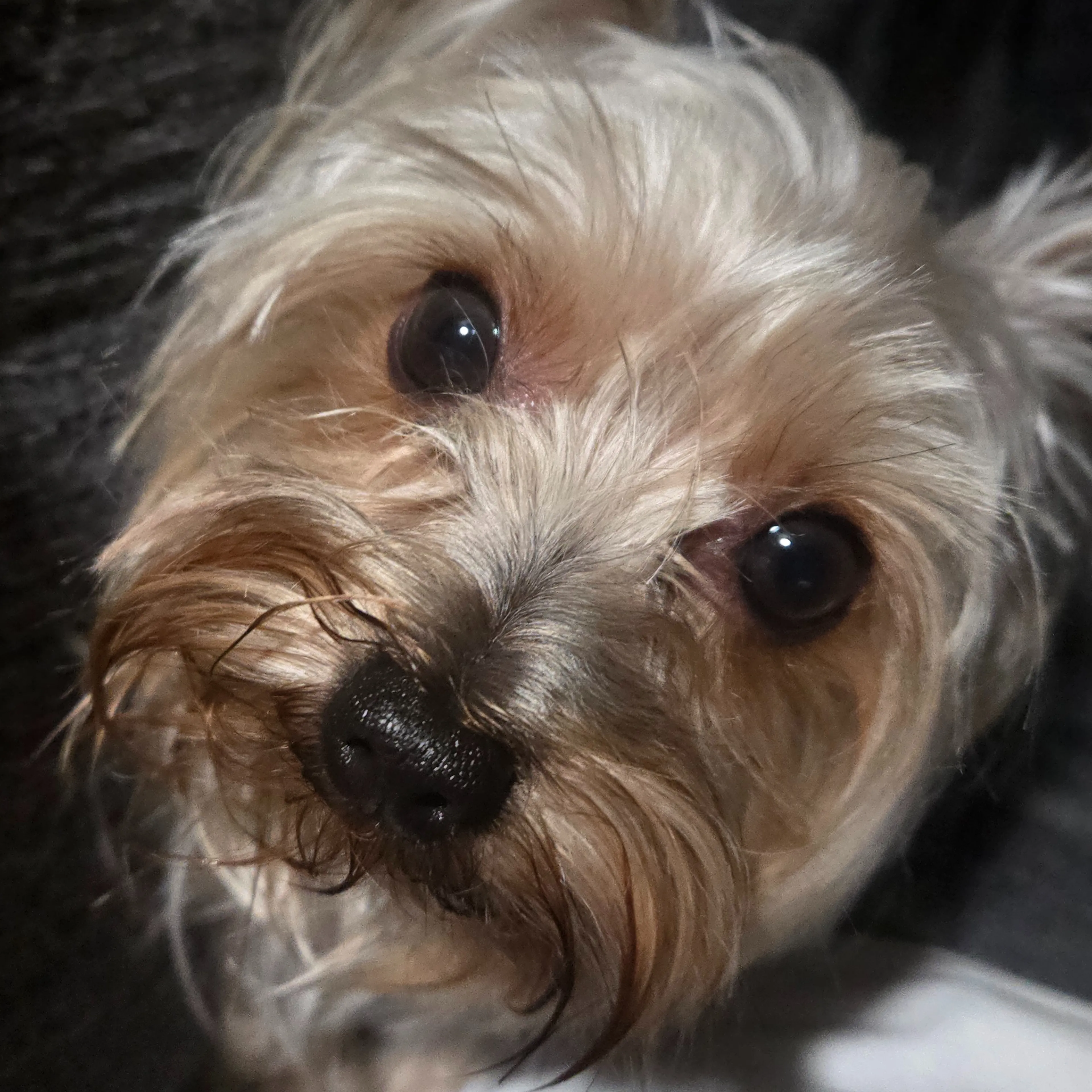 Lost pet-1