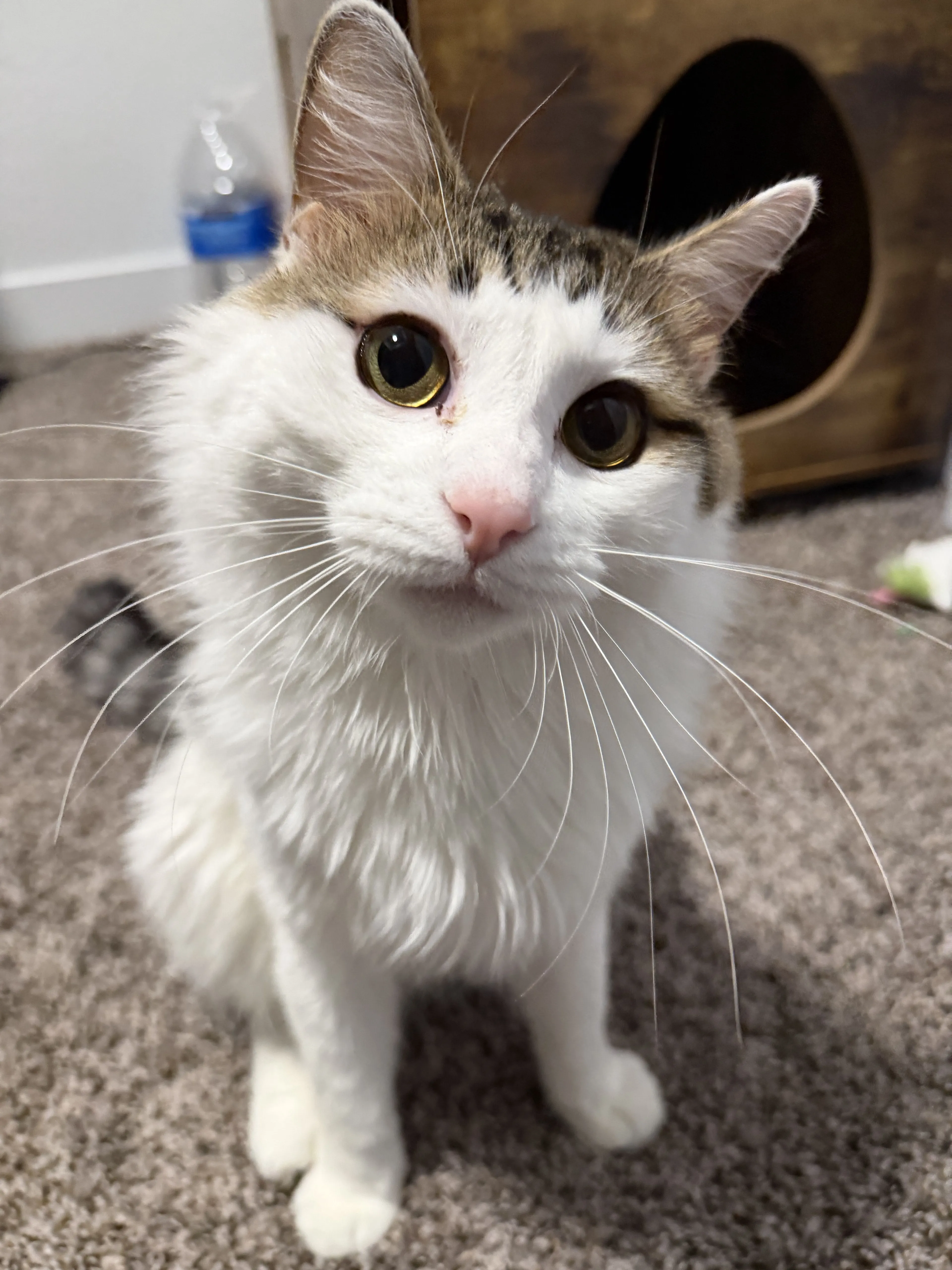 Lost pet-0