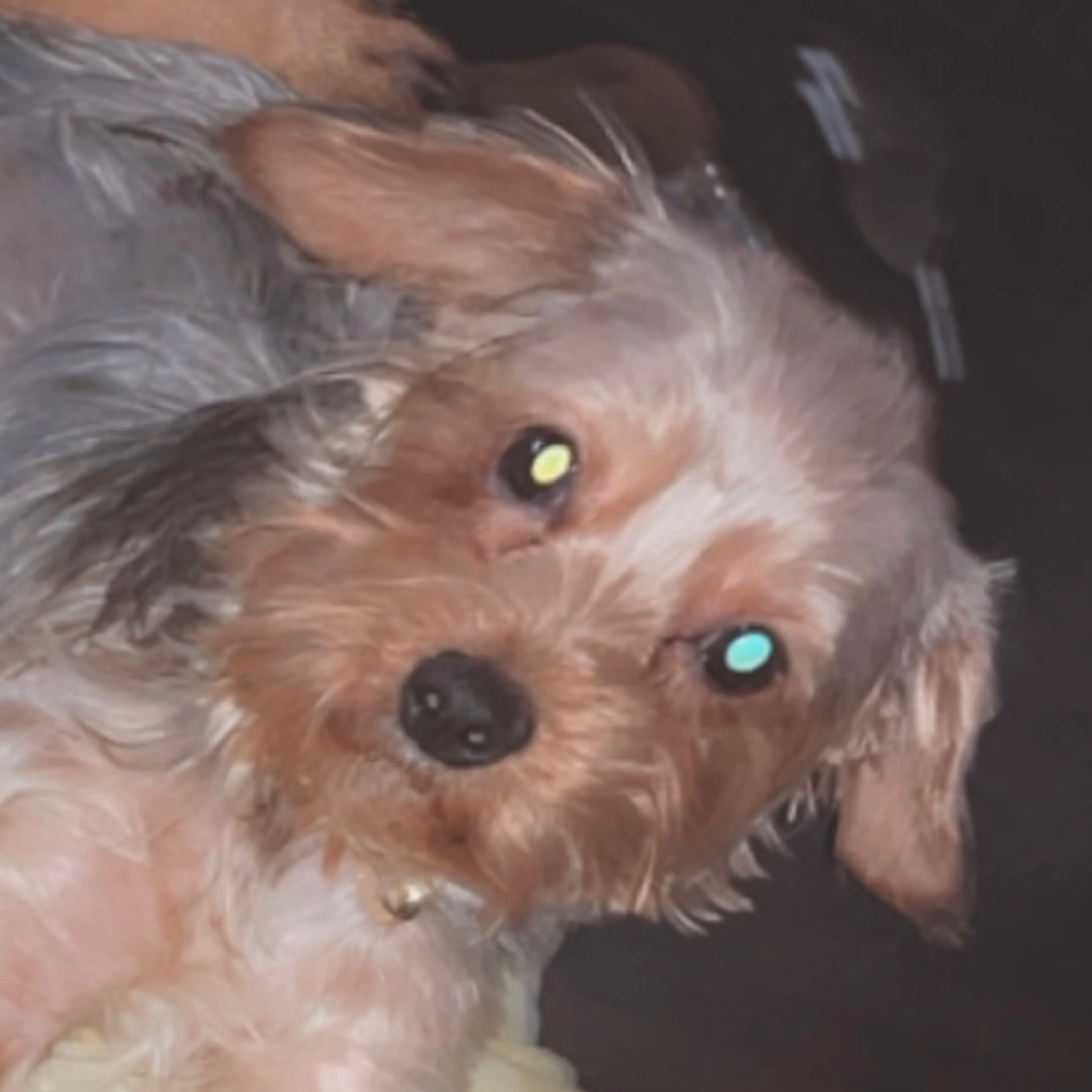 Lost pet-2