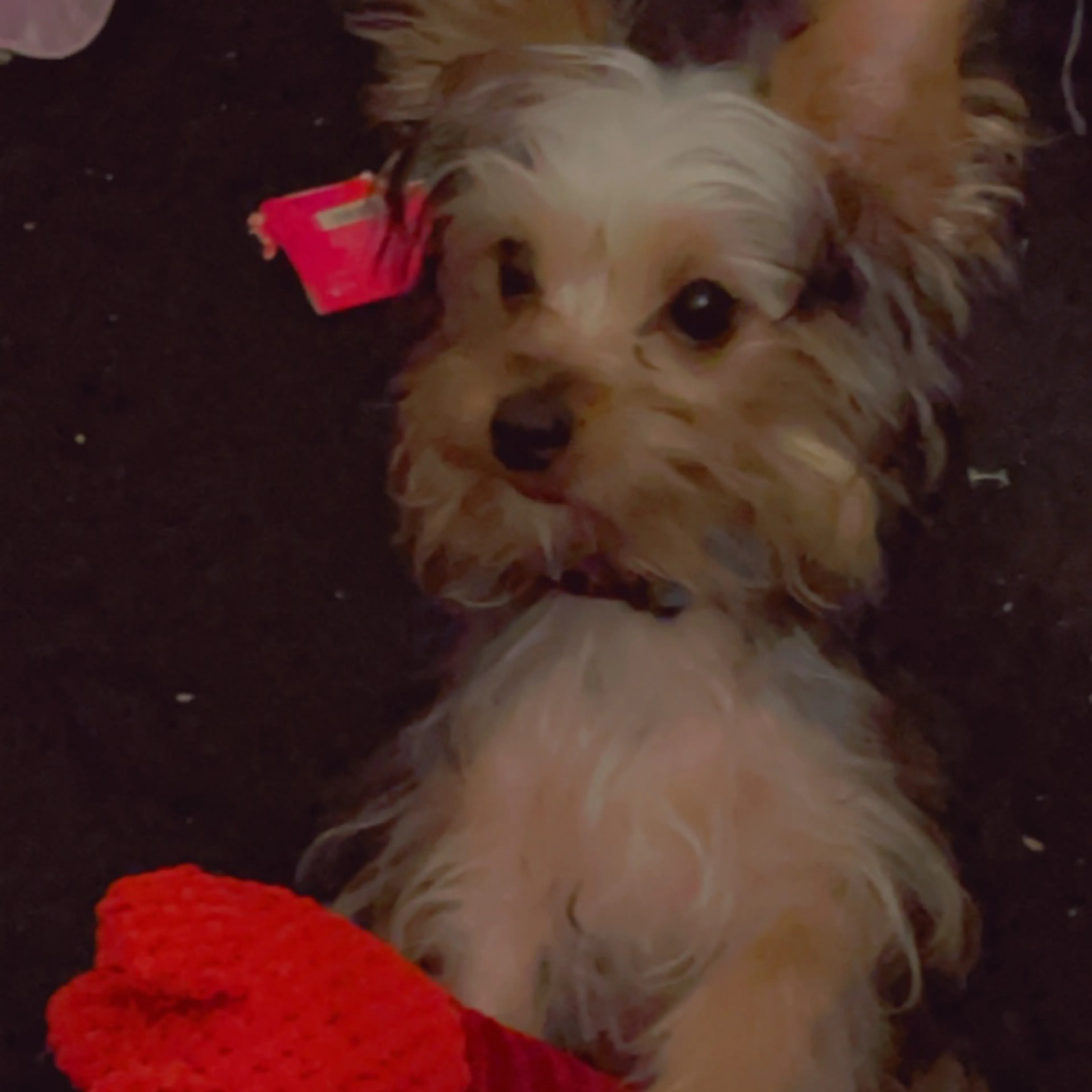 Lost pet-1