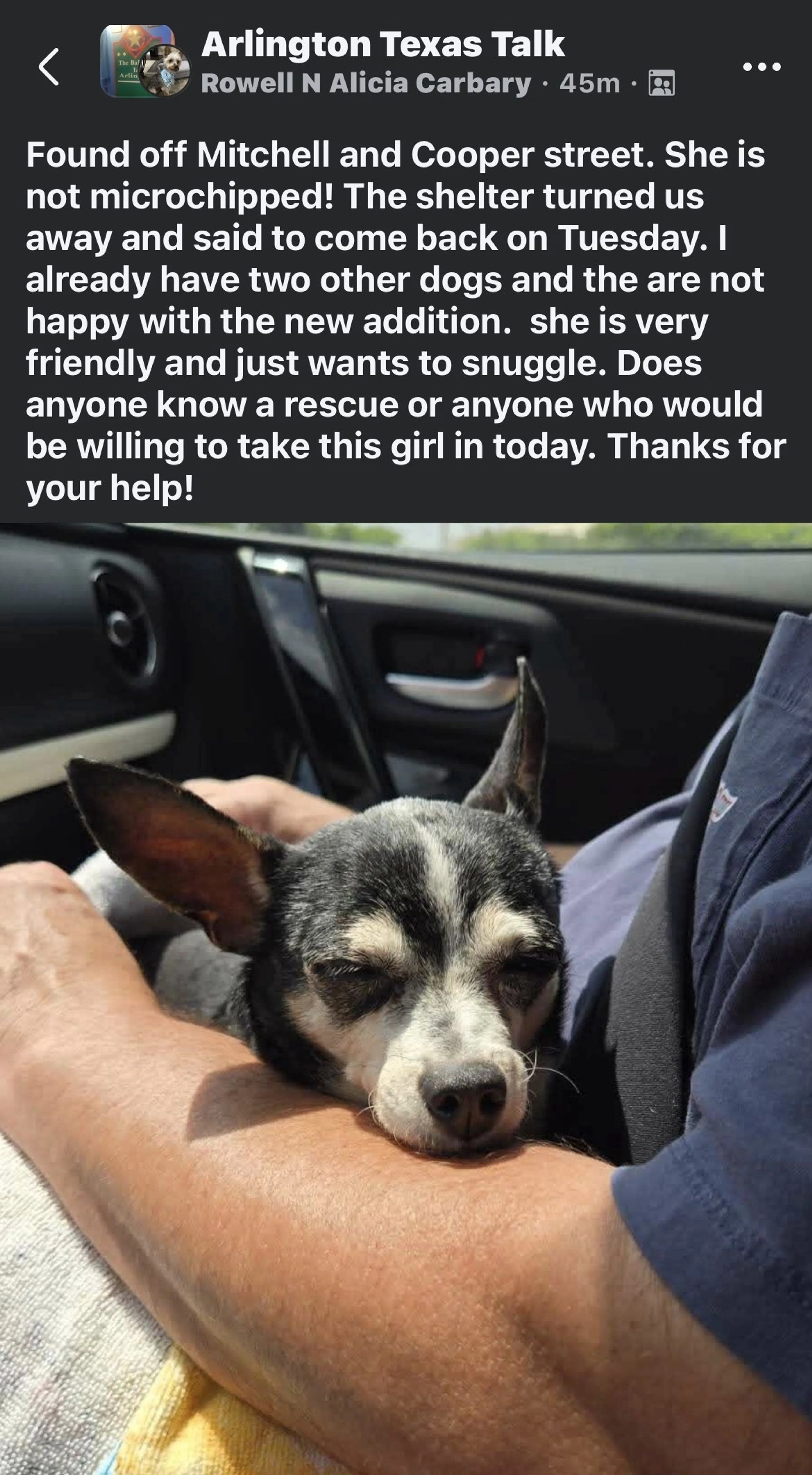 Lost pet