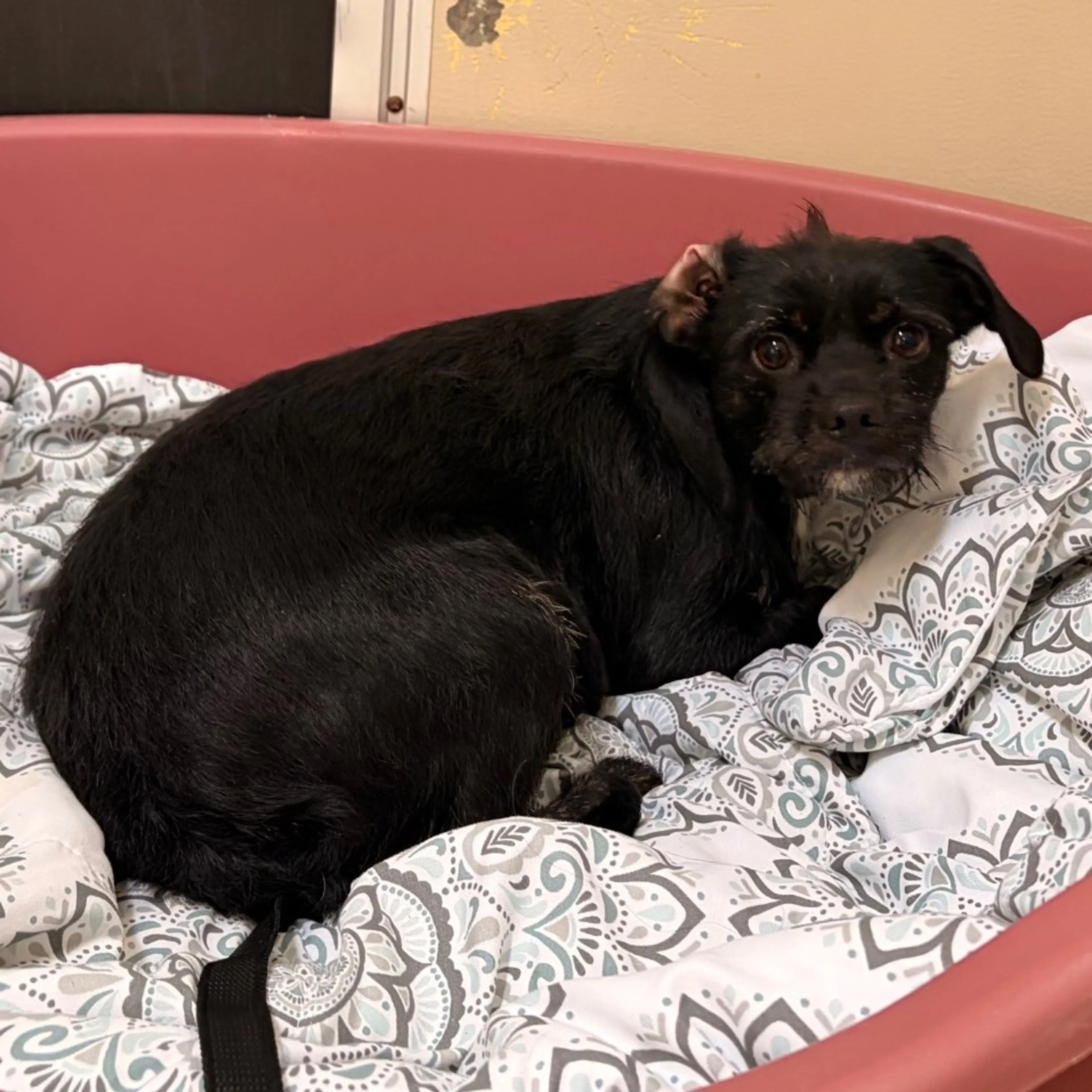 Found pet