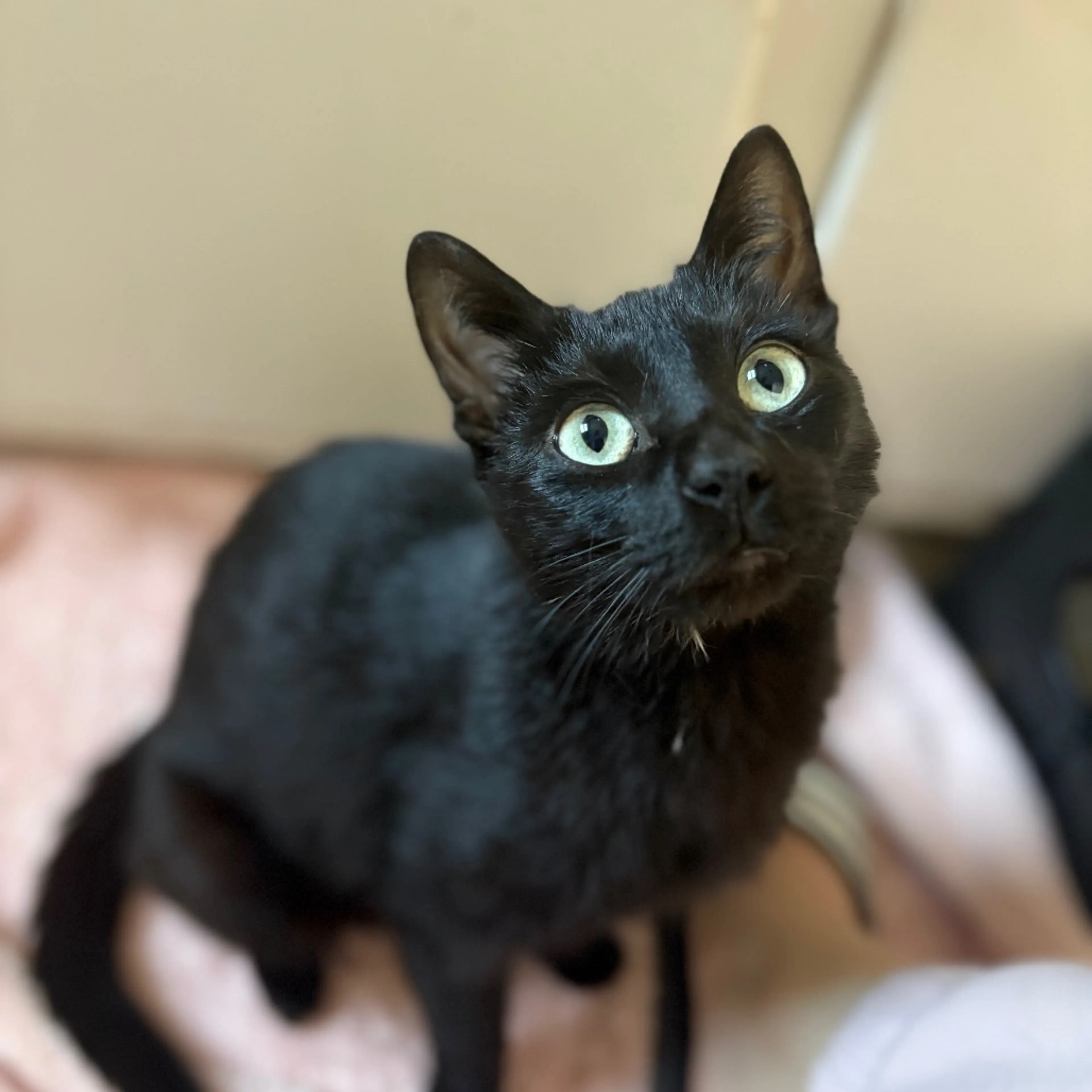 Found pet