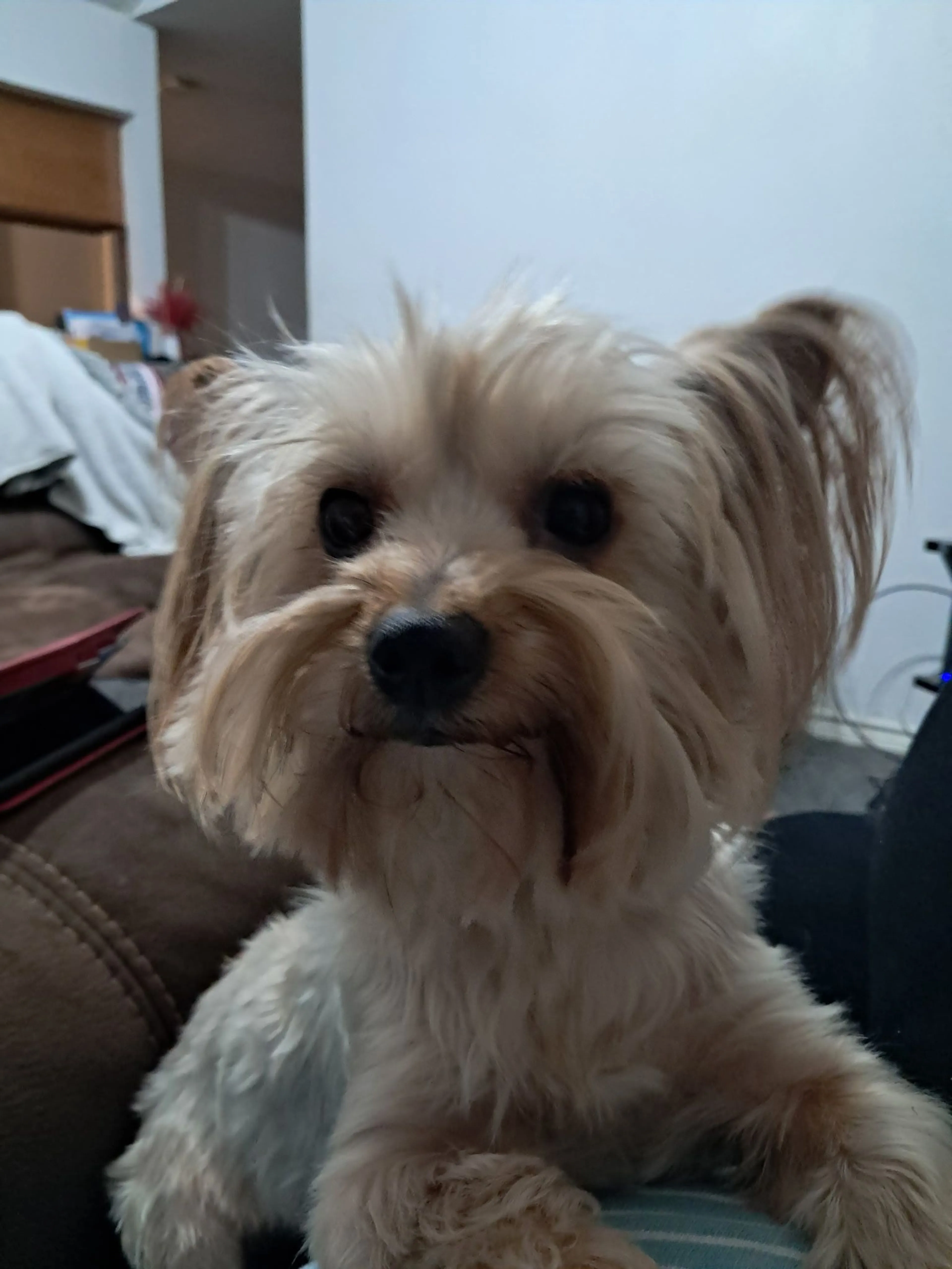 Lost pet-1