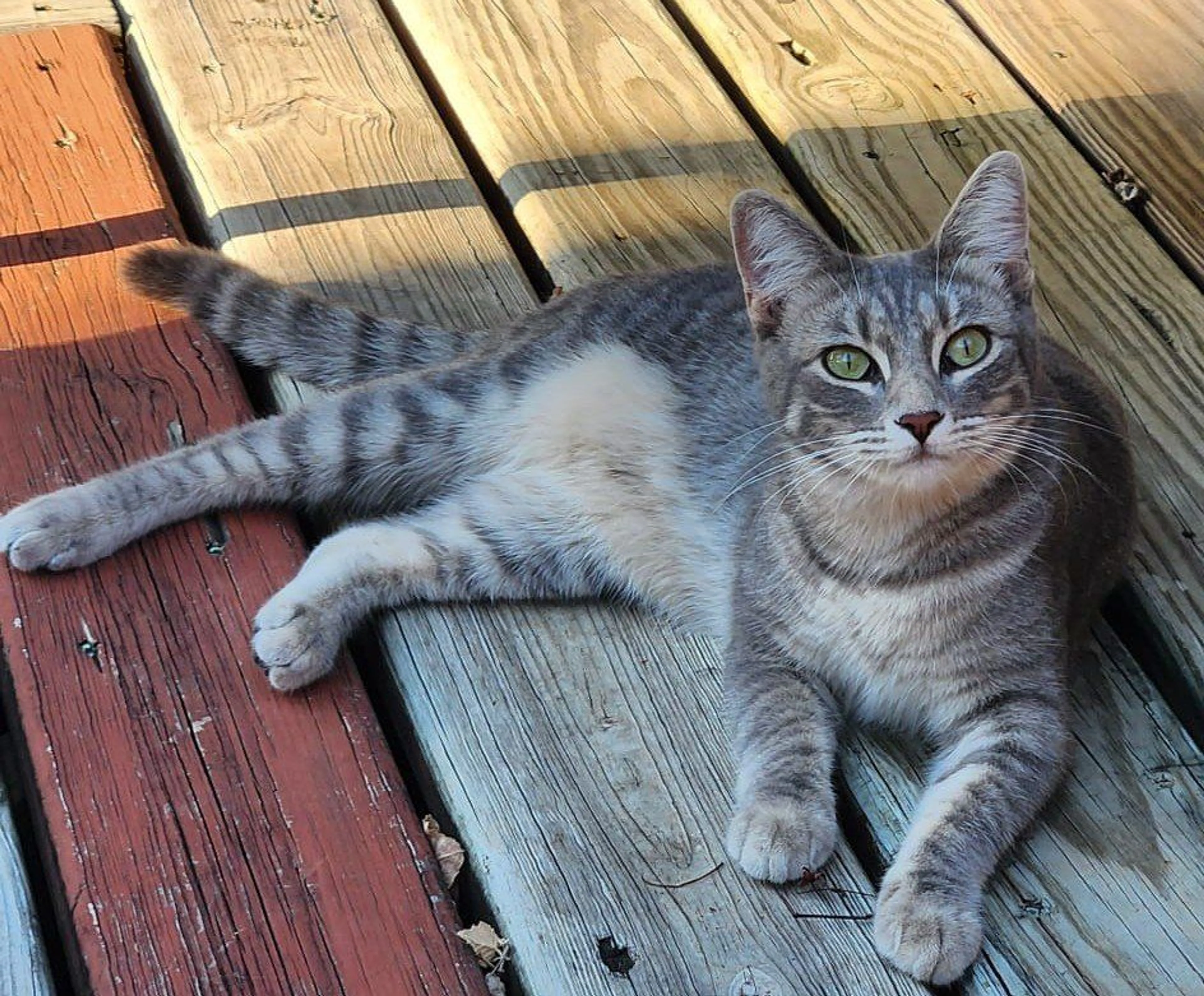 Lost pet