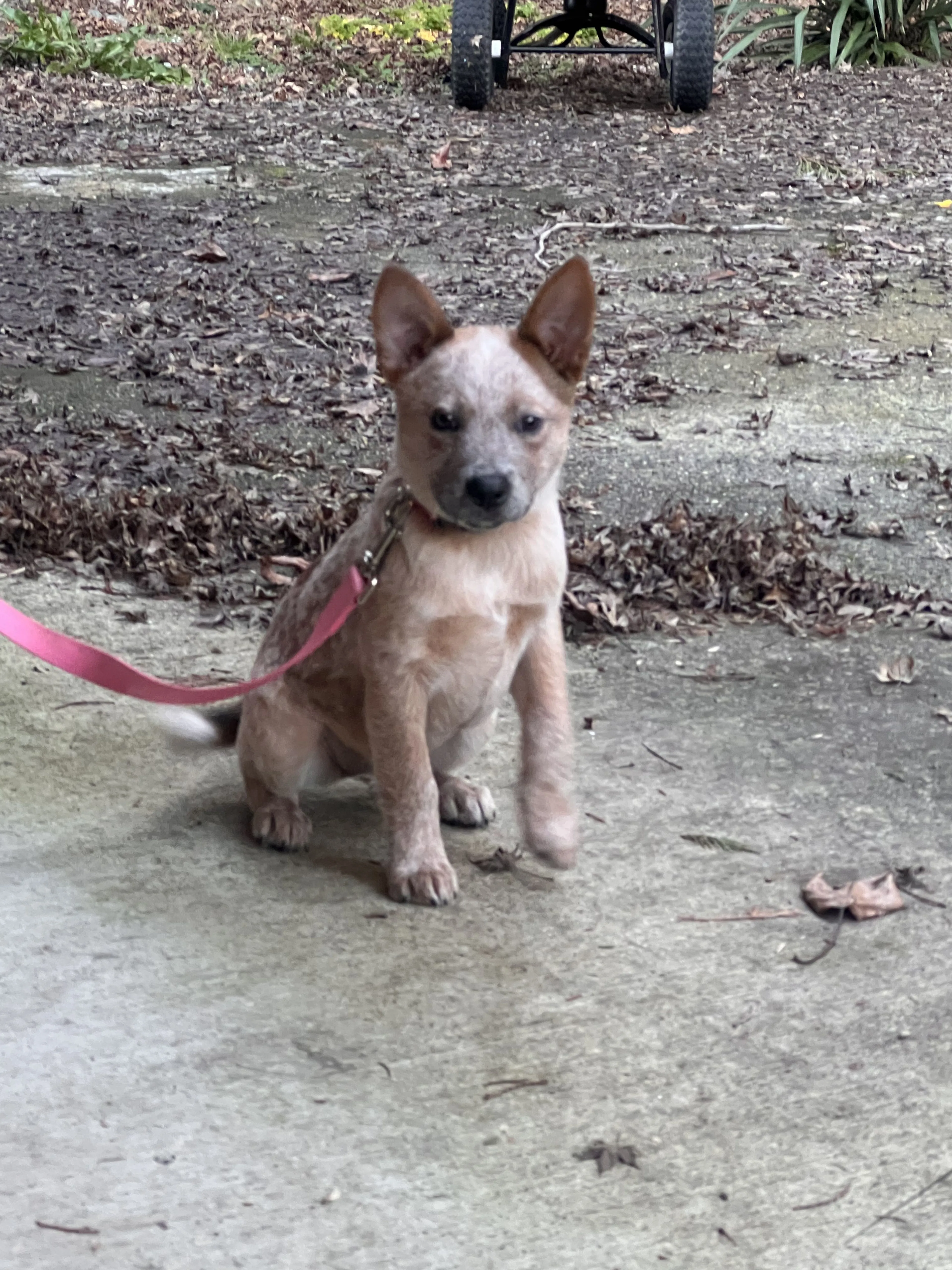Lost pet