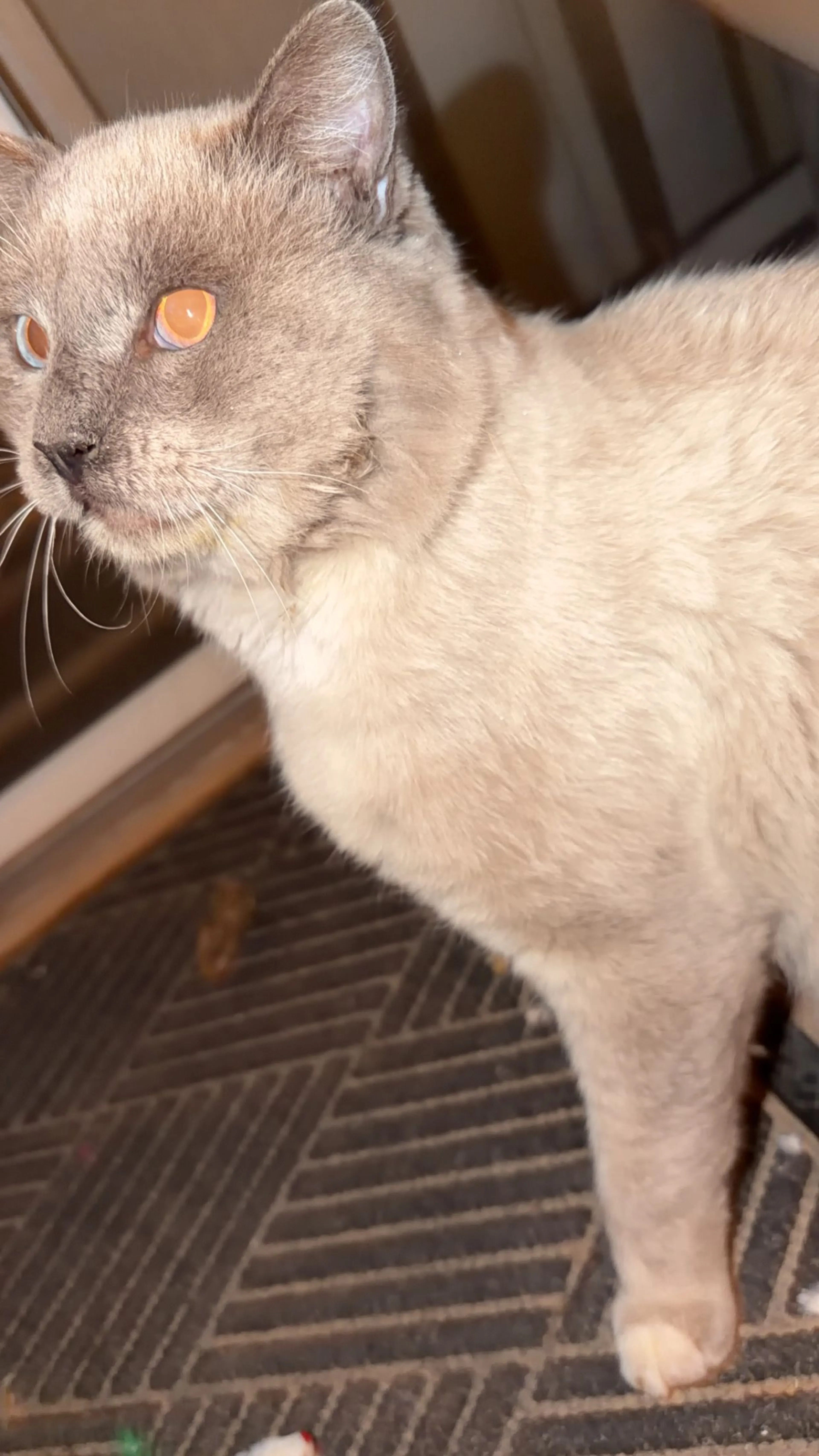 Lost pet-2