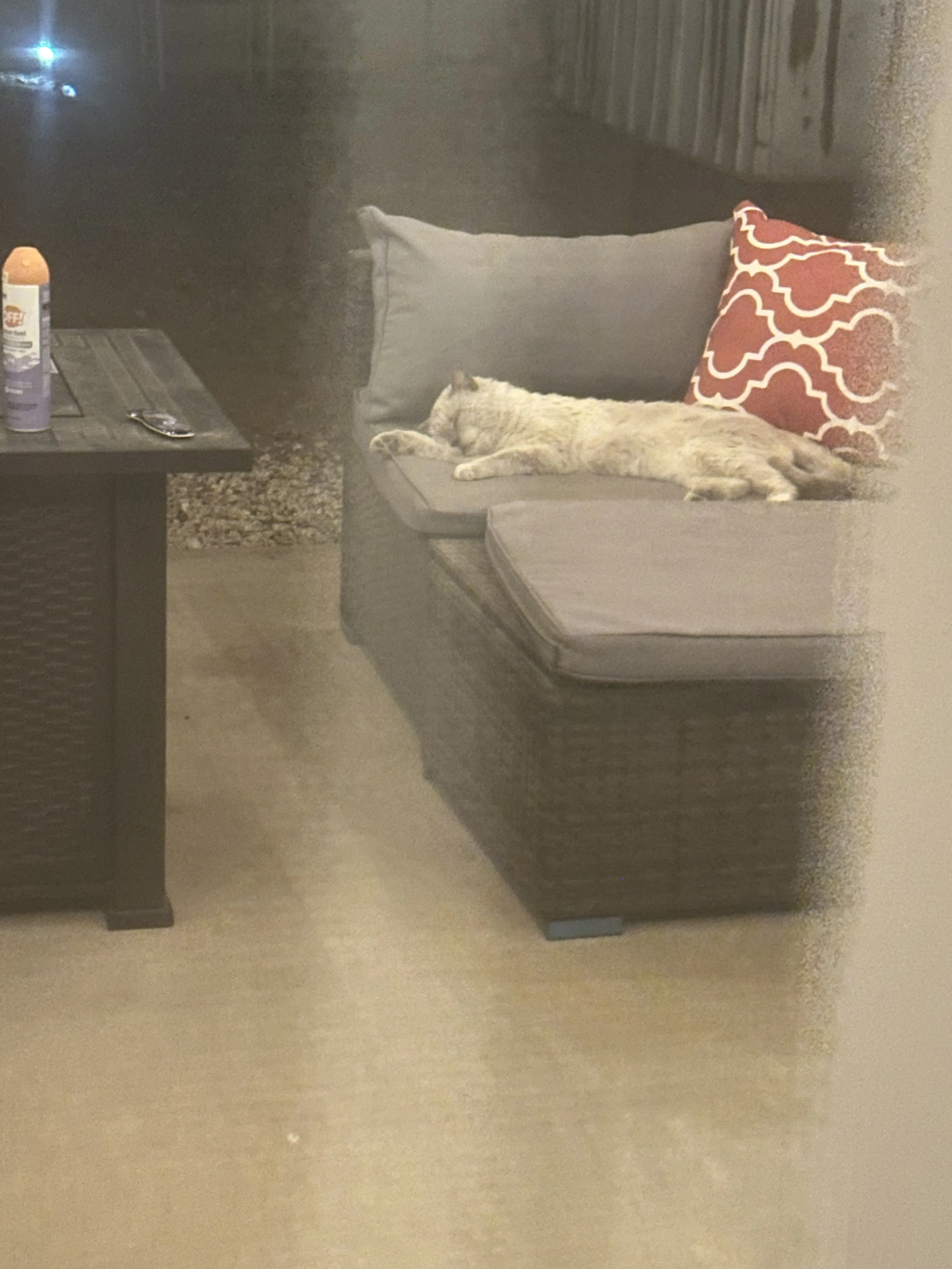 Lost pet-3