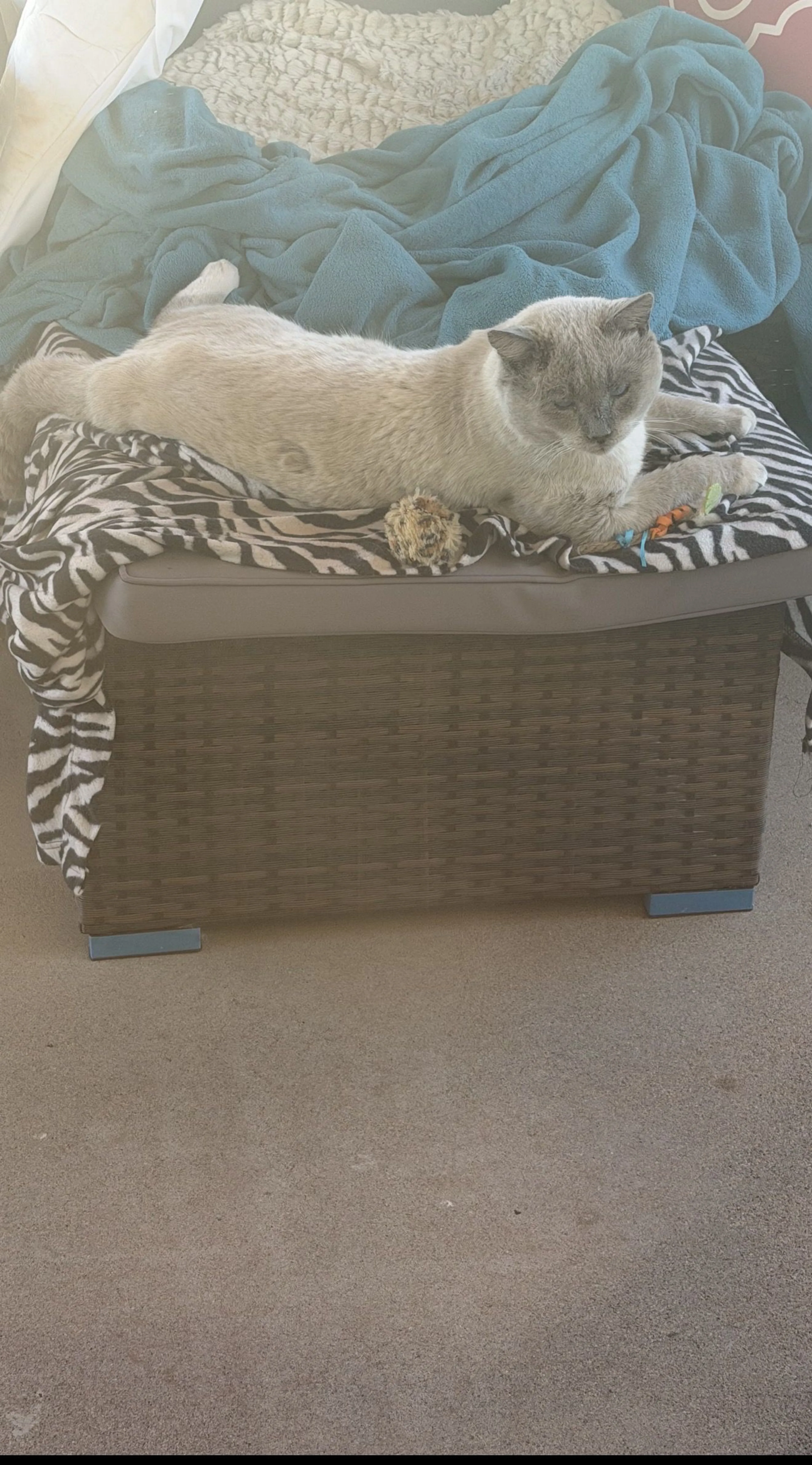 Lost pet-0