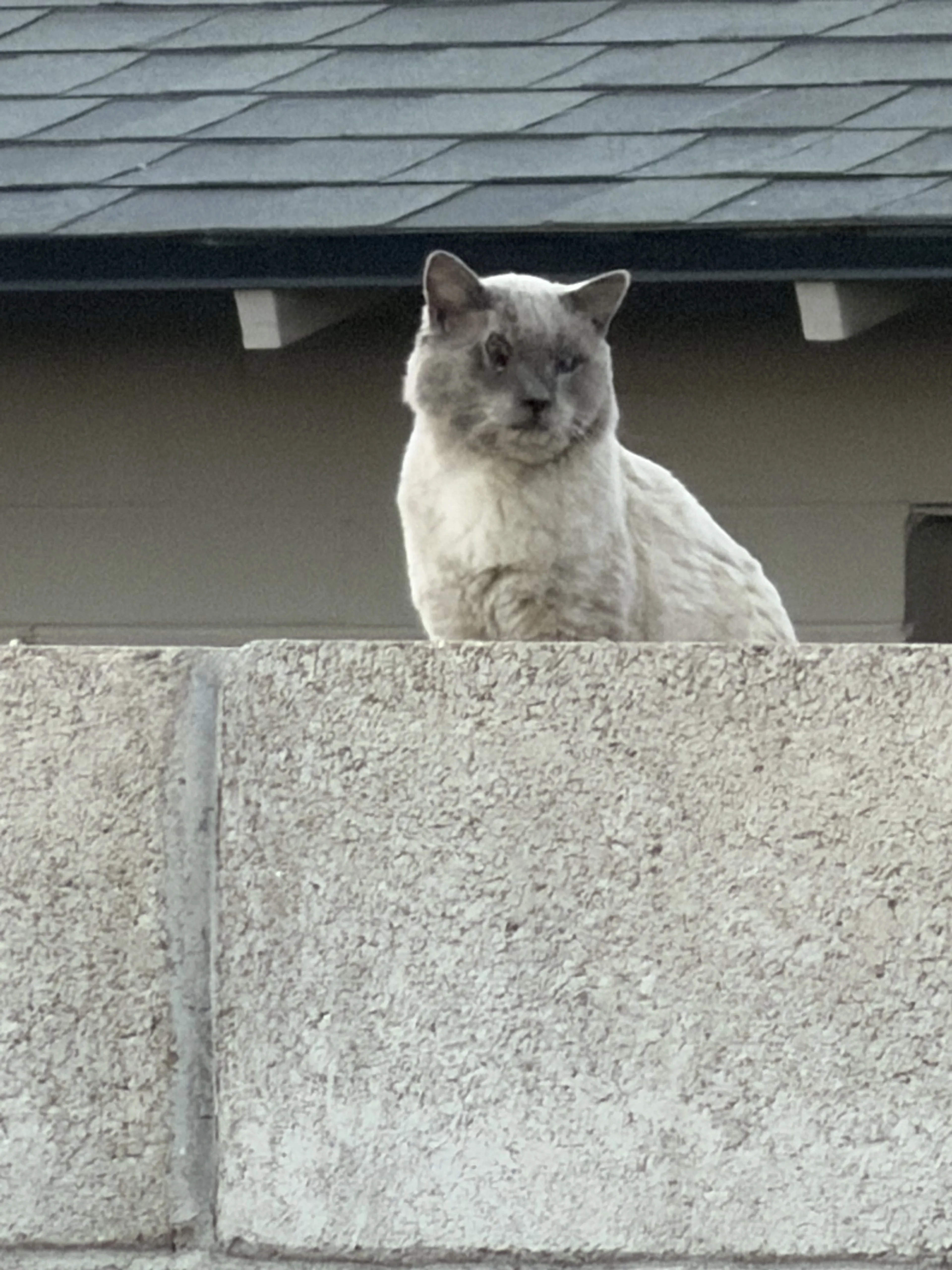 Lost pet-1
