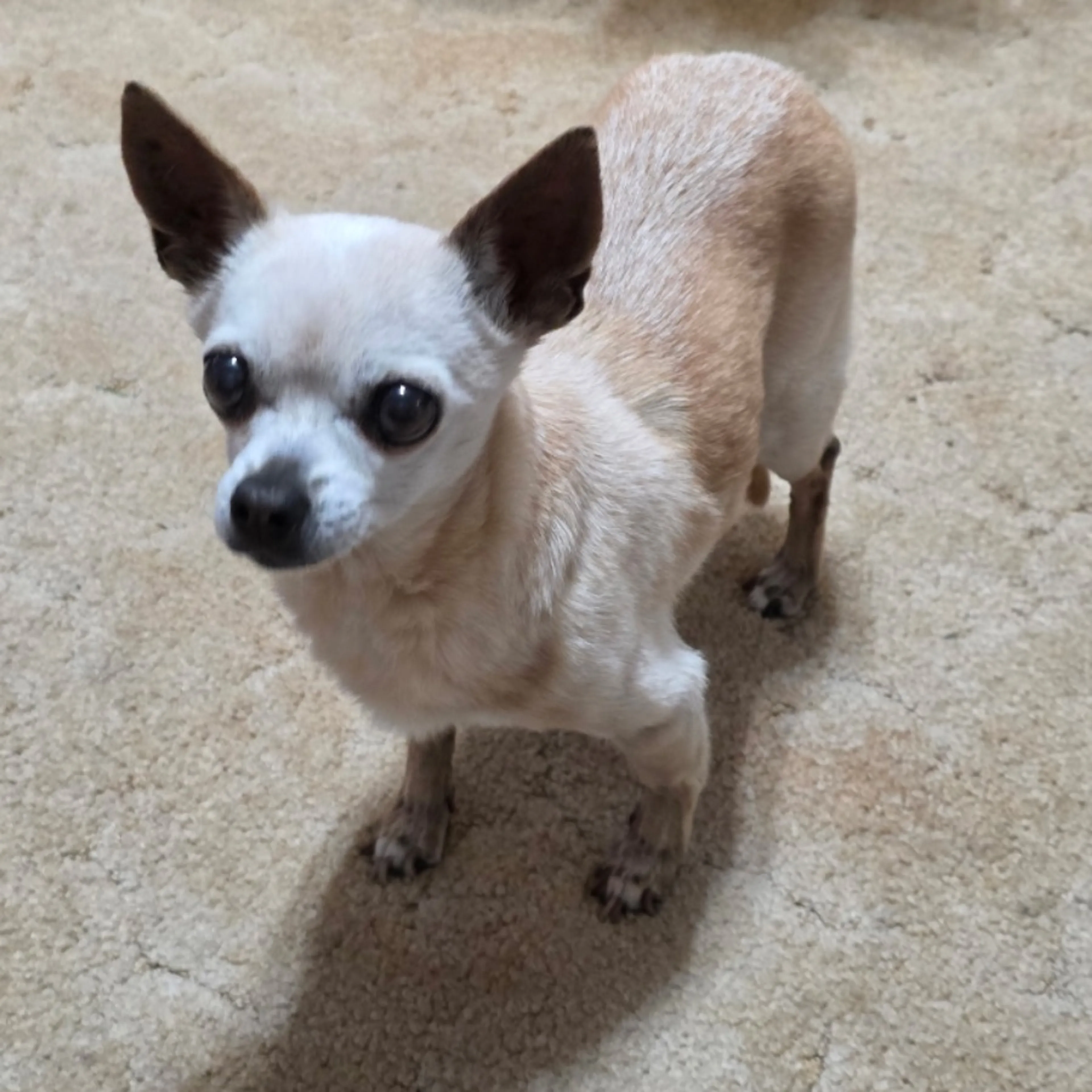 Lost pet-0