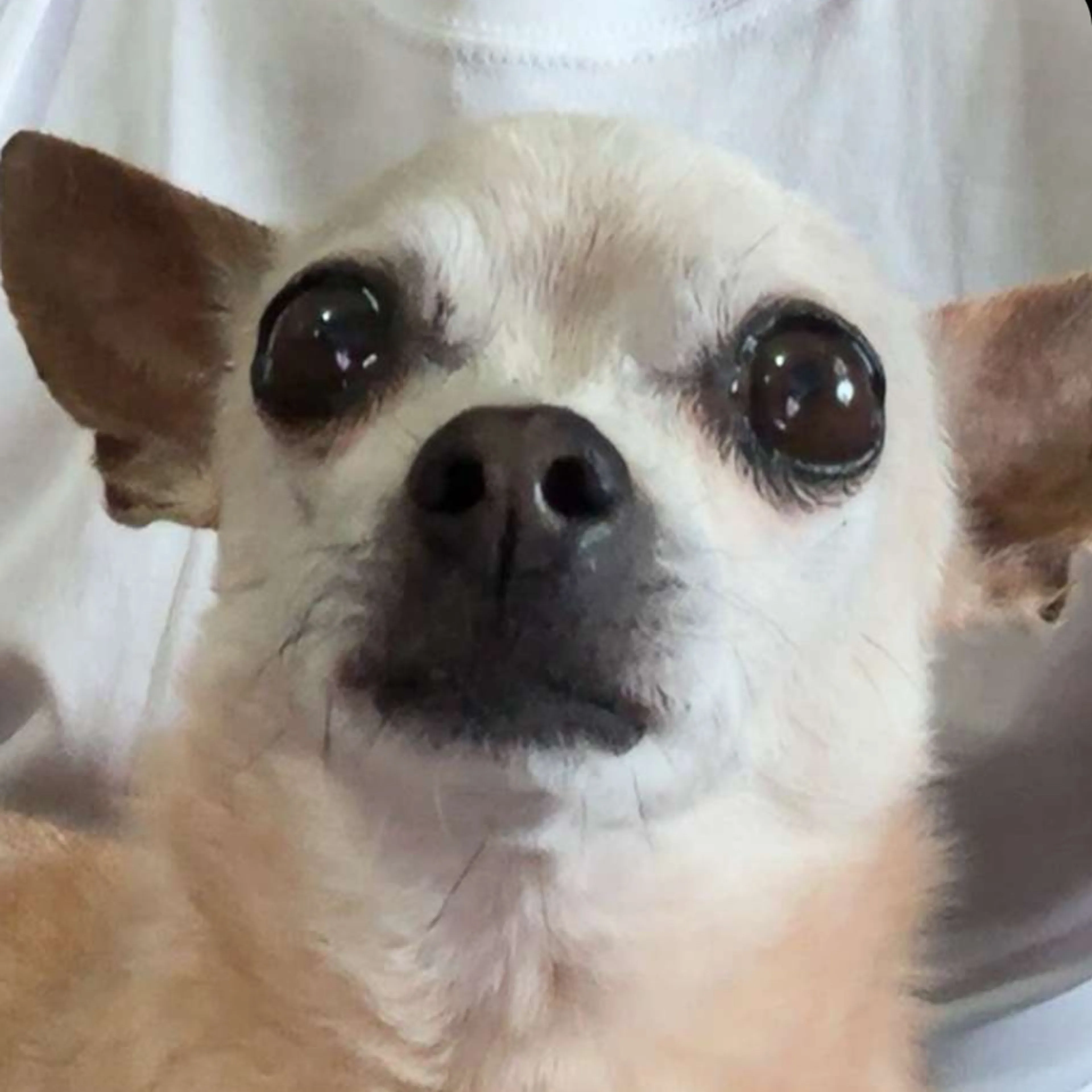Lost pet-2