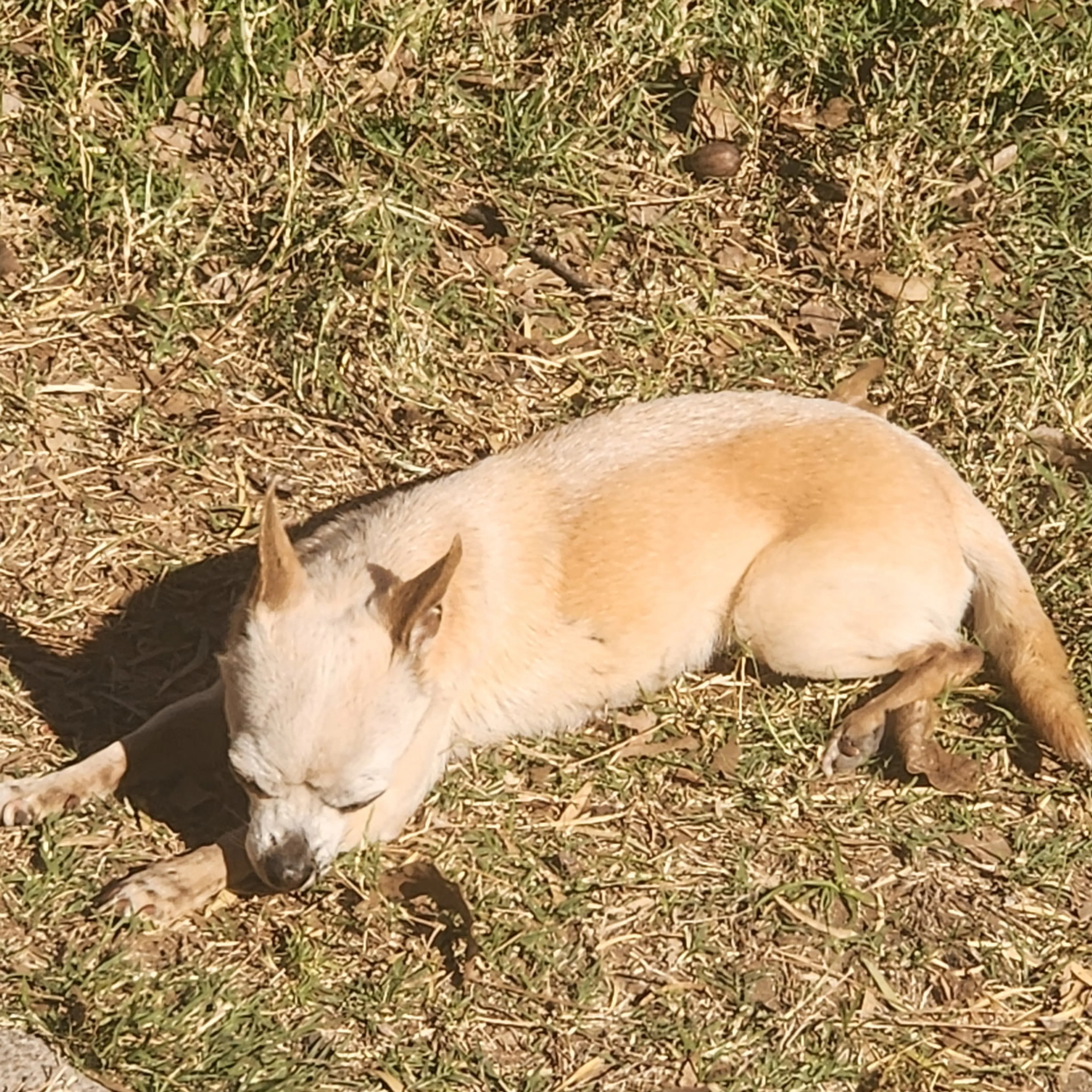 Lost pet-1