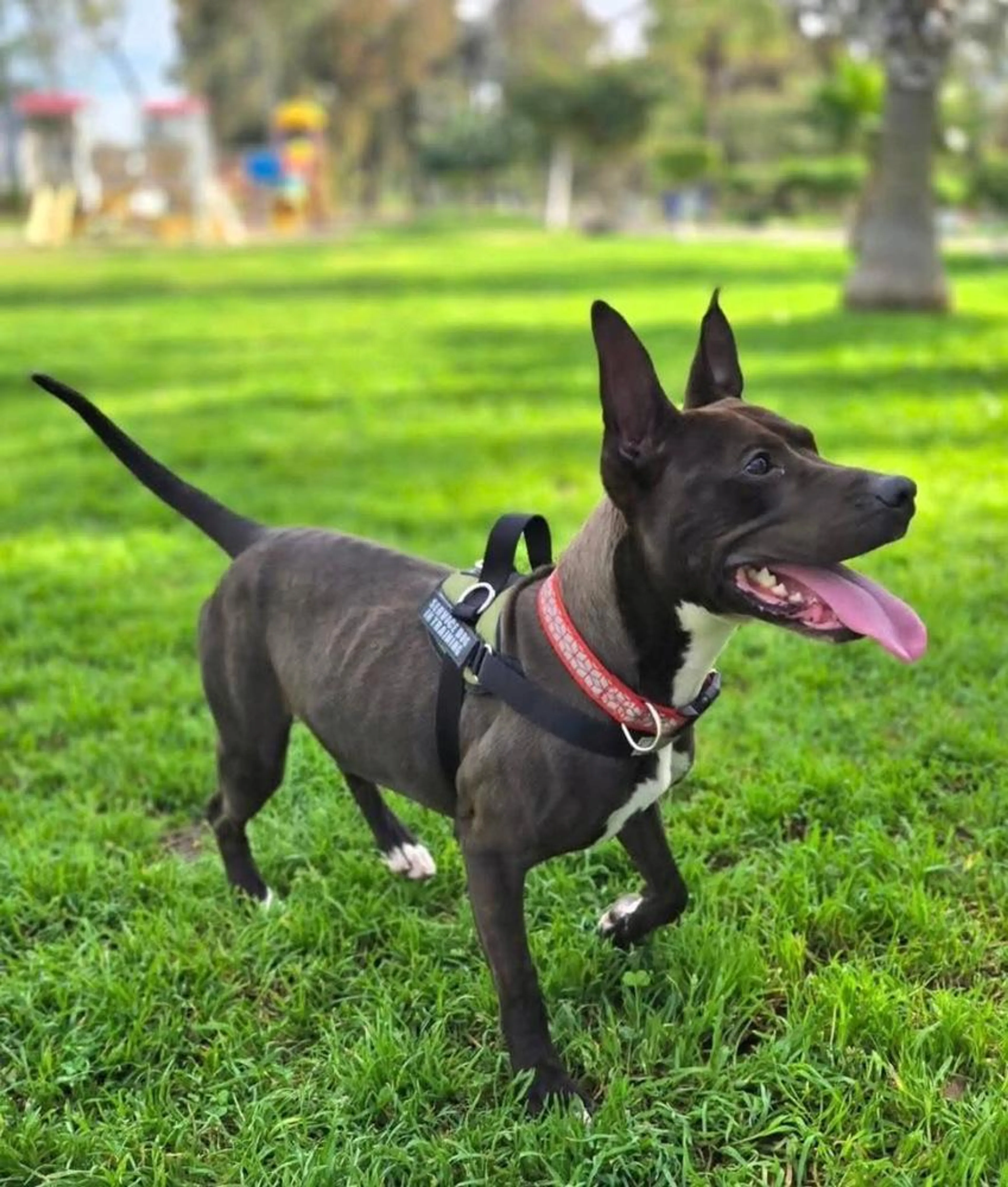 Found pet-2