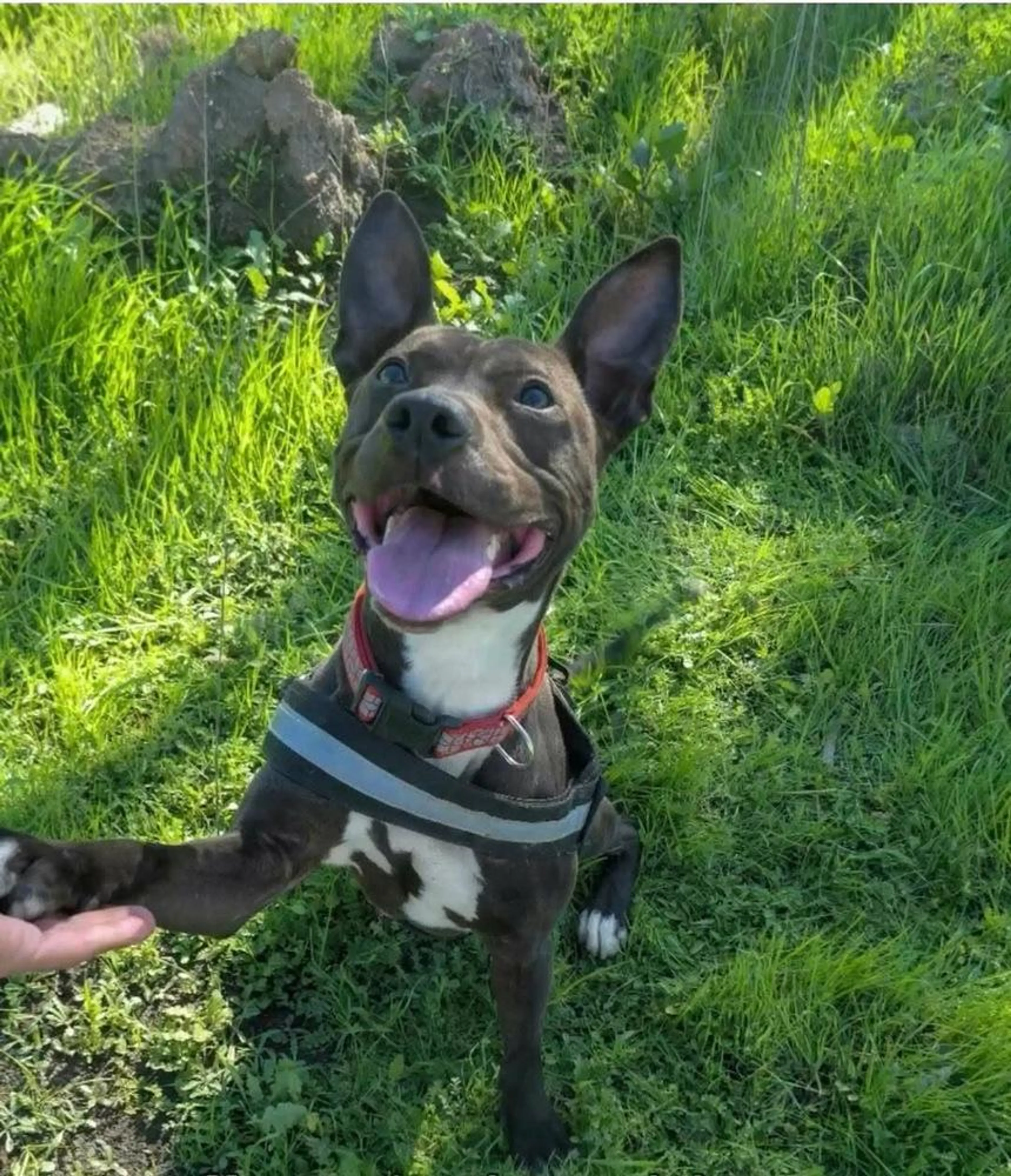 Found pet-4