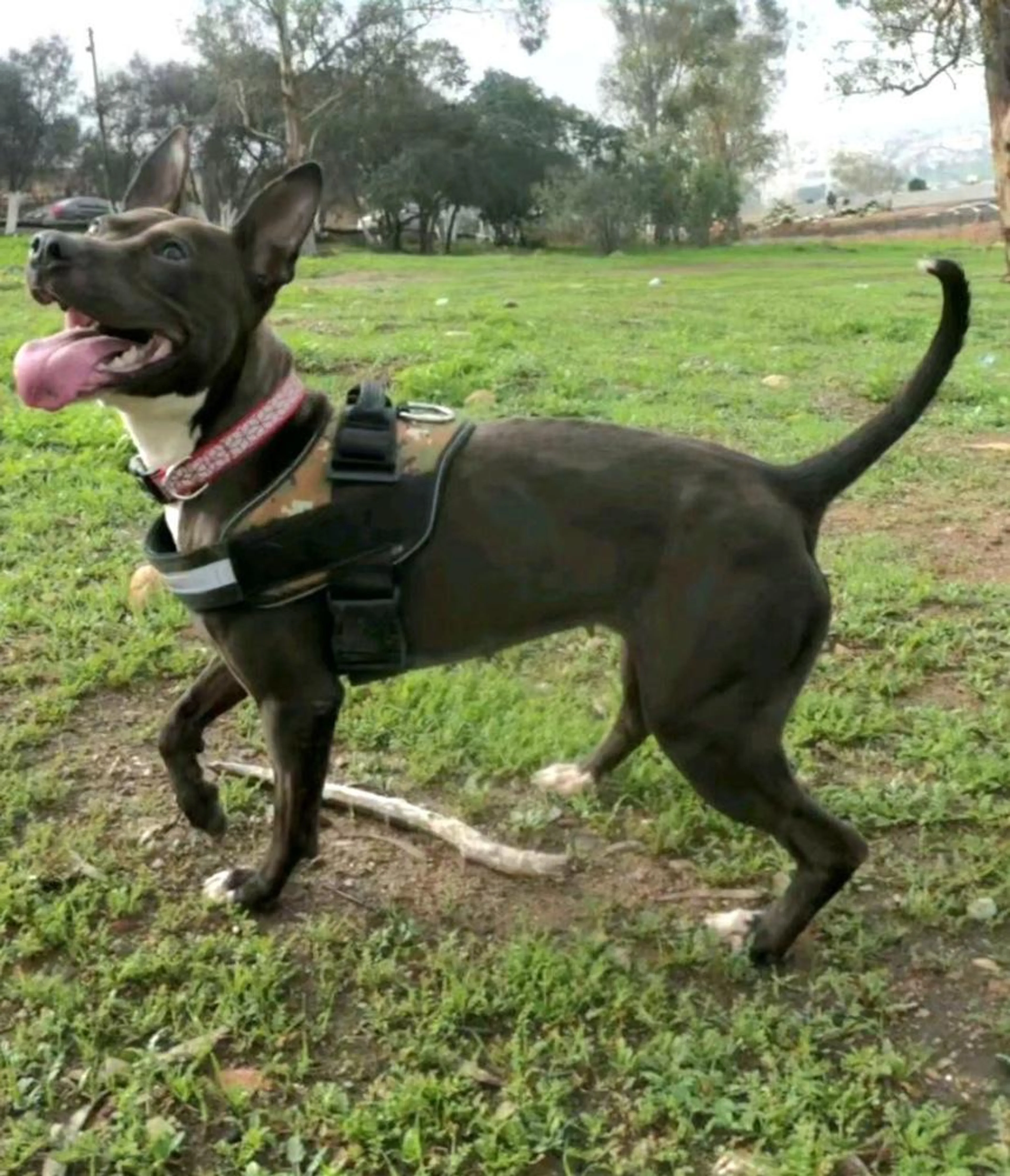 Found pet-3