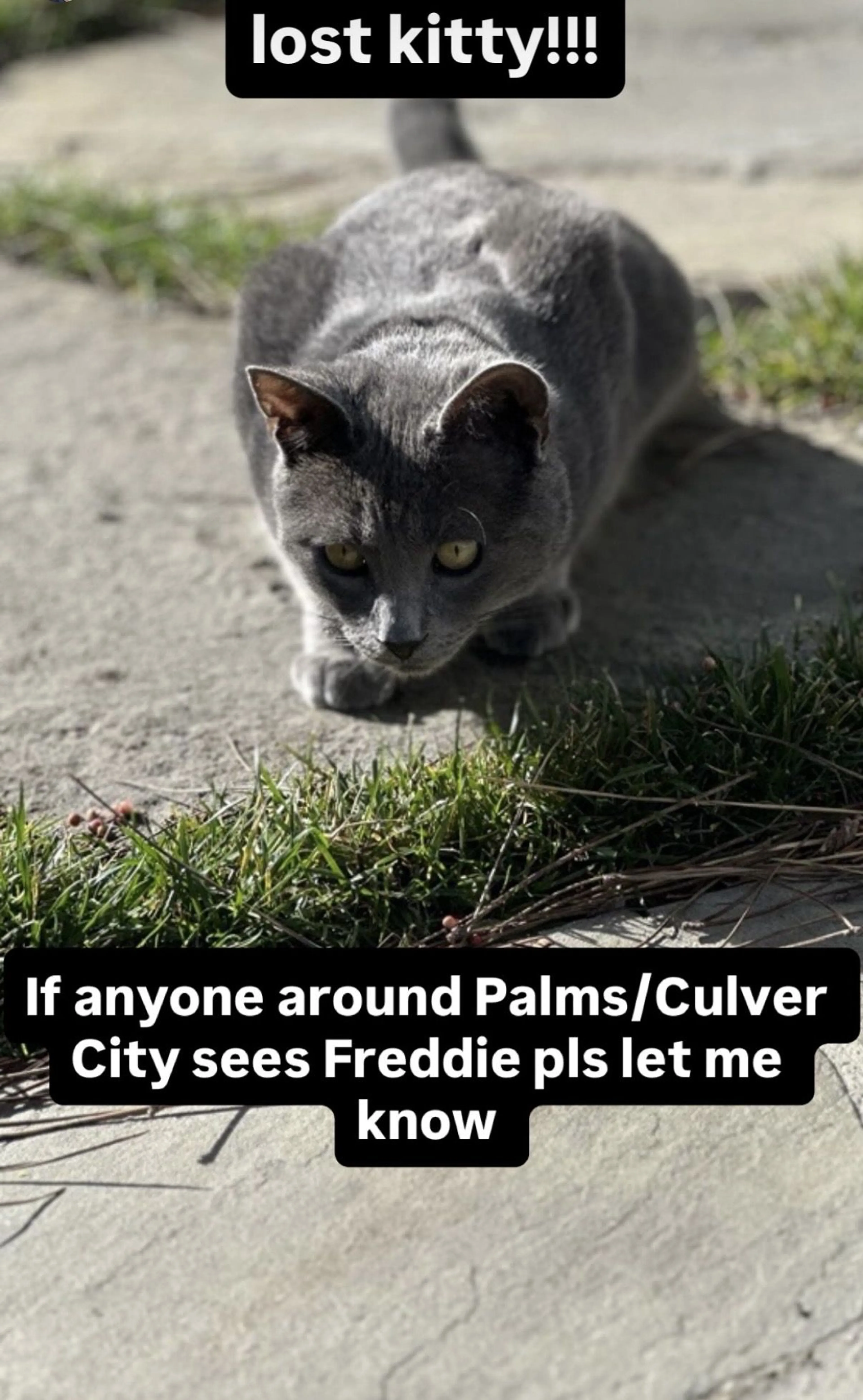 Lost pet